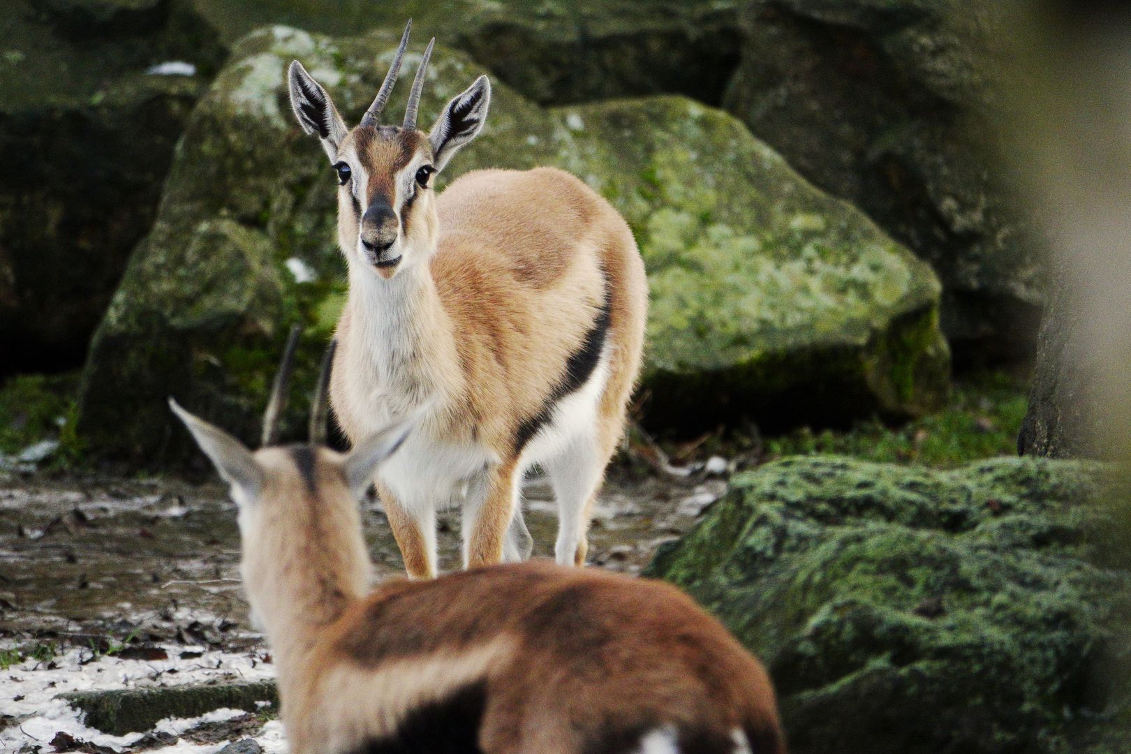 ZOO Dvůr Králové (9)