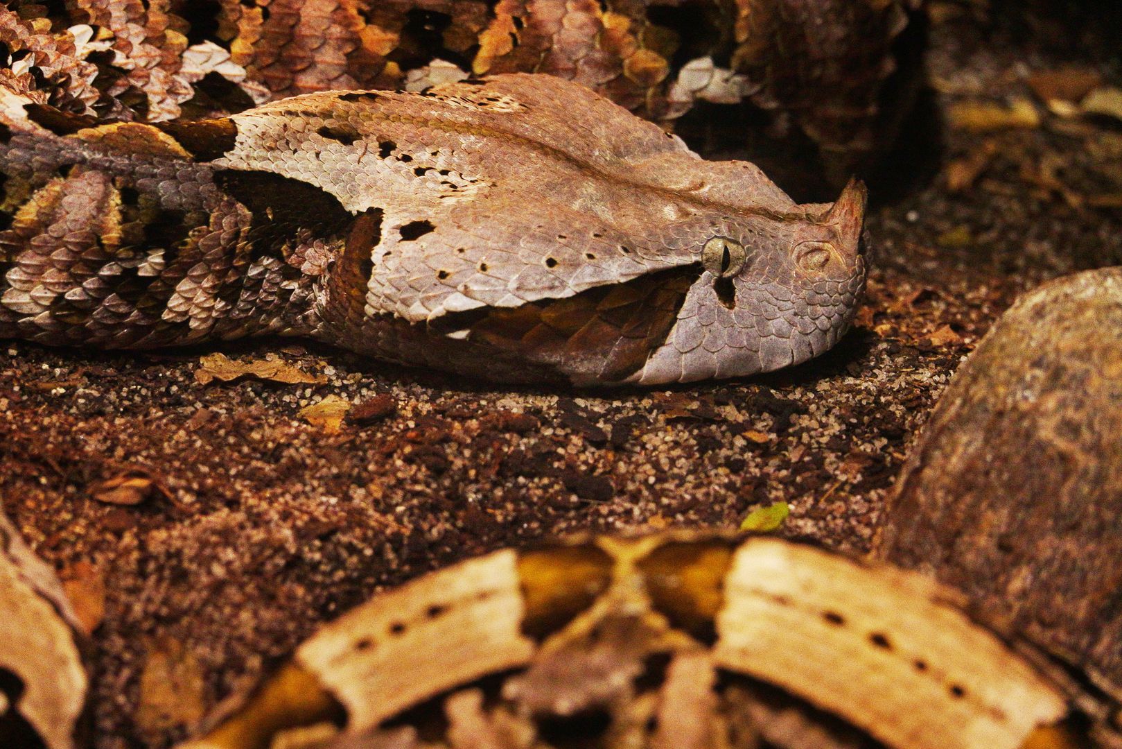 ZOO Dvůr Králové (15)