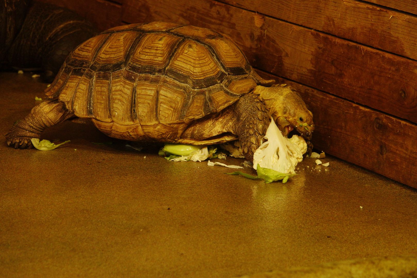 ZOO Dvůr Králové (21)