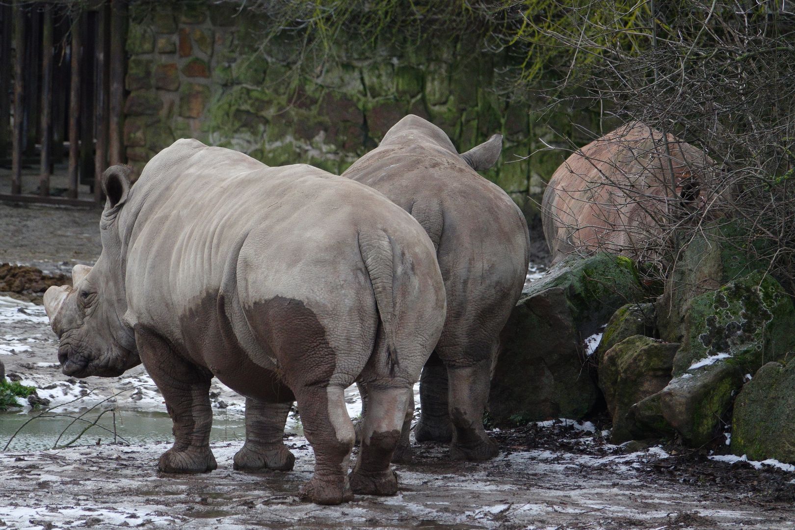 ZOO Dvůr Králové (23)