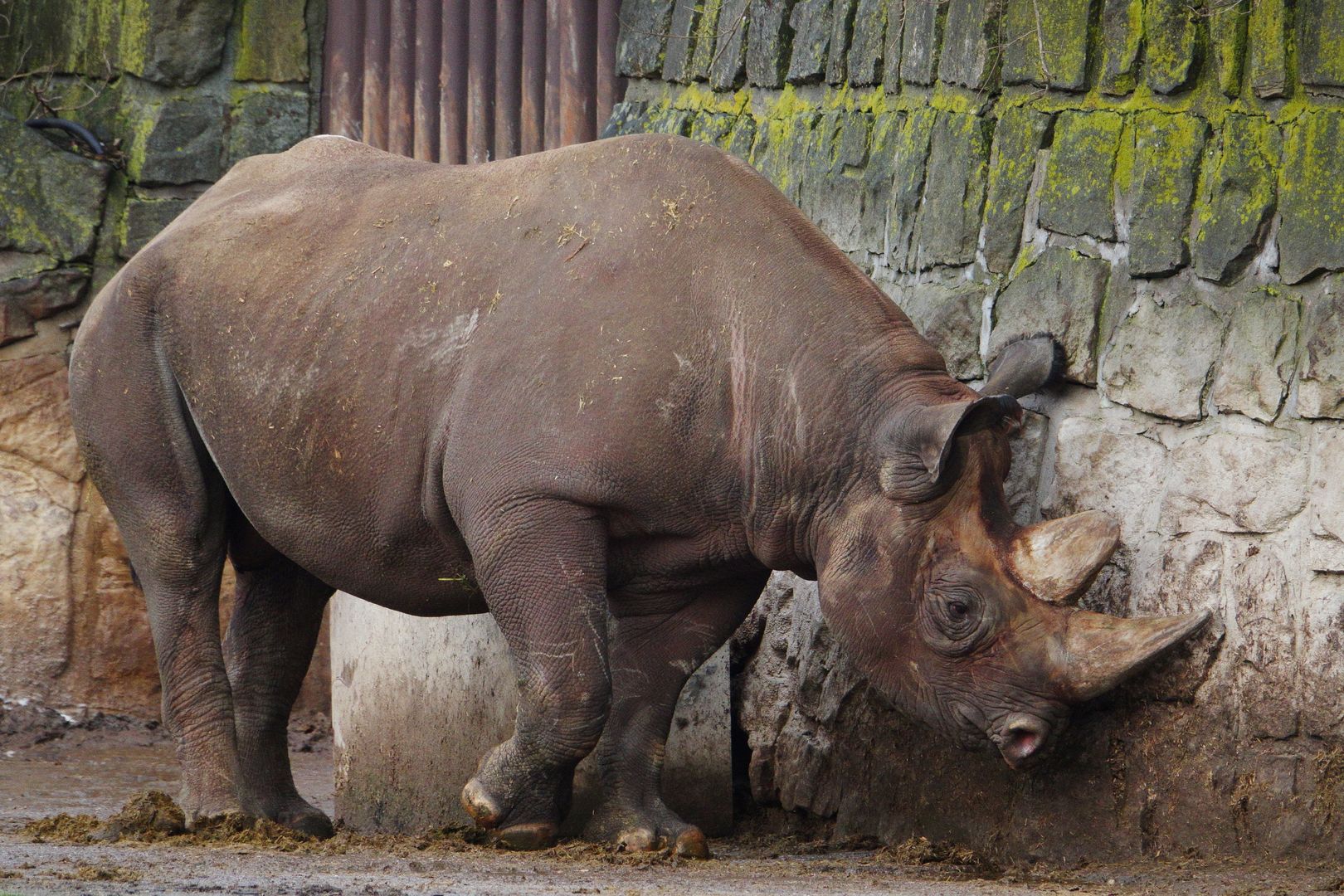 ZOO Dvůr Králové (24)