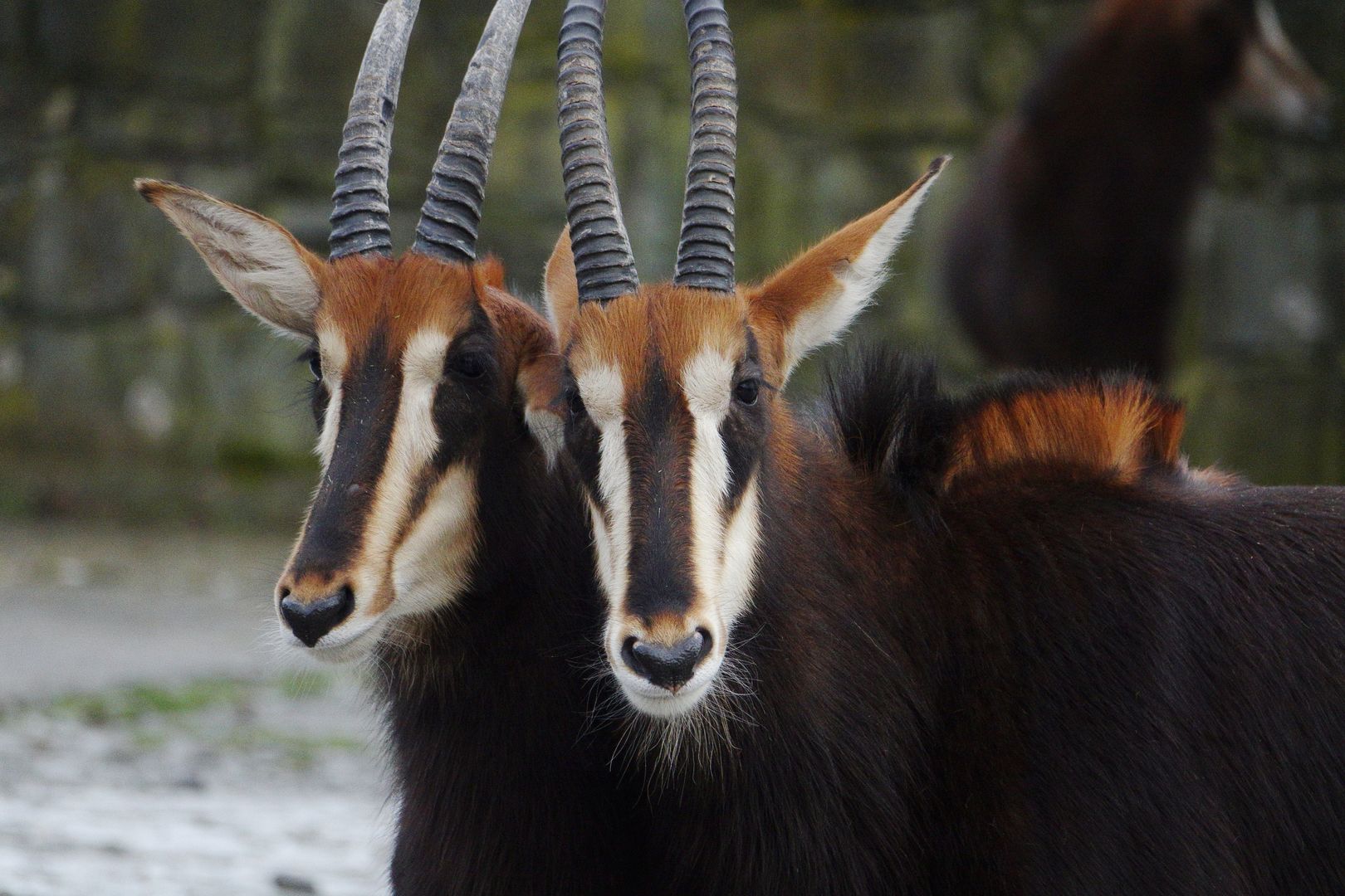 ZOO Dvůr Králové _Antilopa vraná