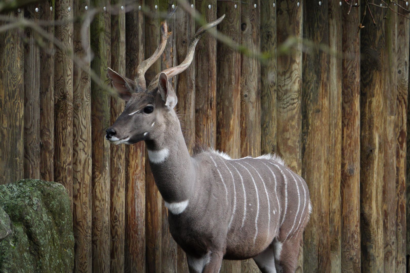 ZOO Dvůr Králové _Kudu malý