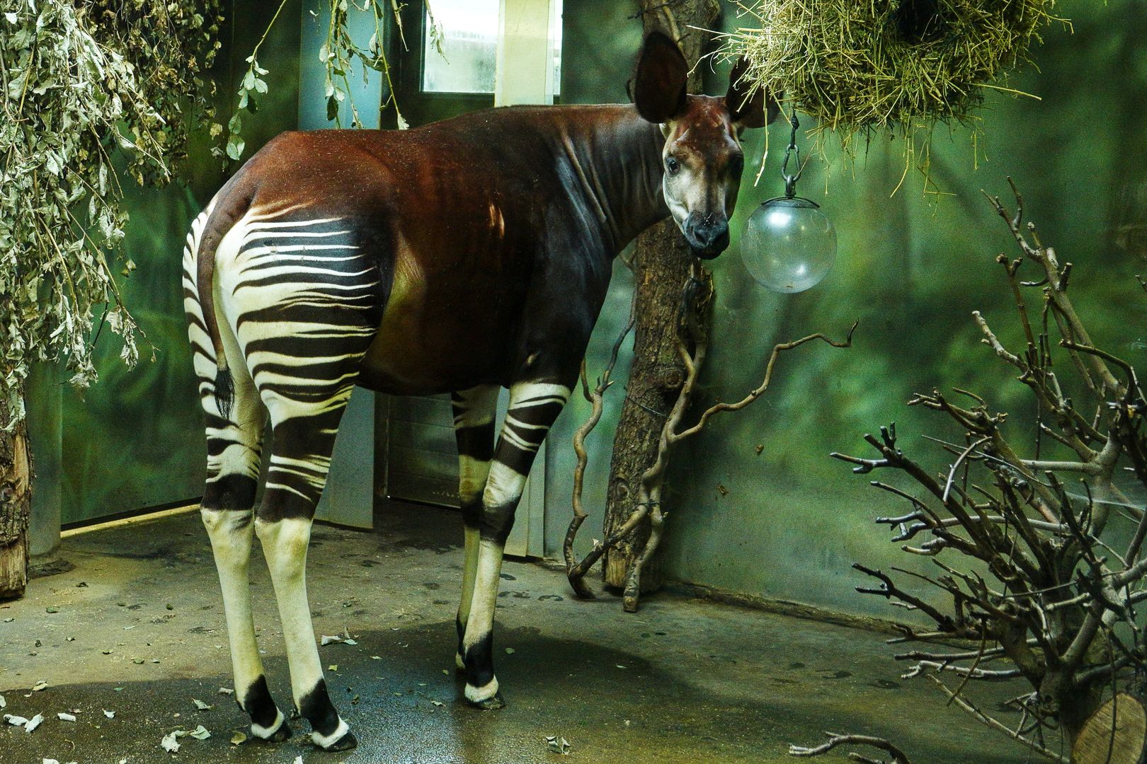 ZOO Dvůr Králové _Okapi