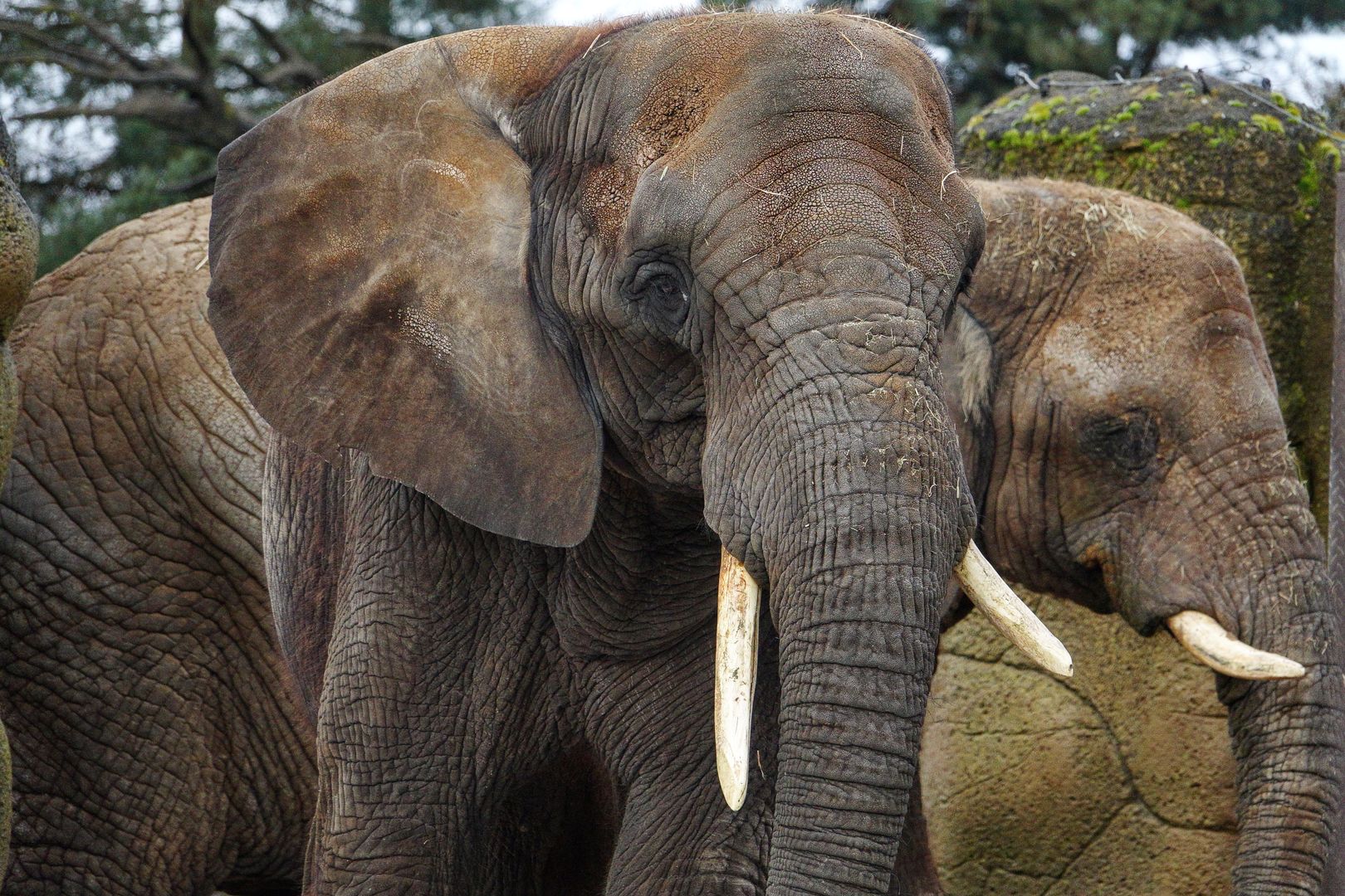 ZOO Dvůr Králové _Slon africký (1)