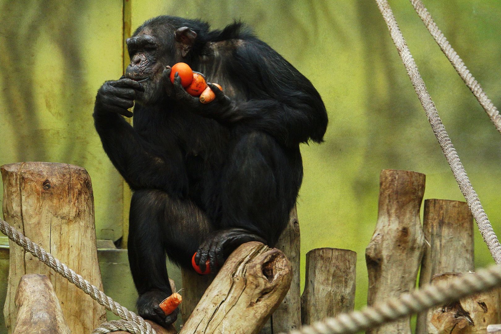 ZOO Dvůr Králové _Šimpanz (1)