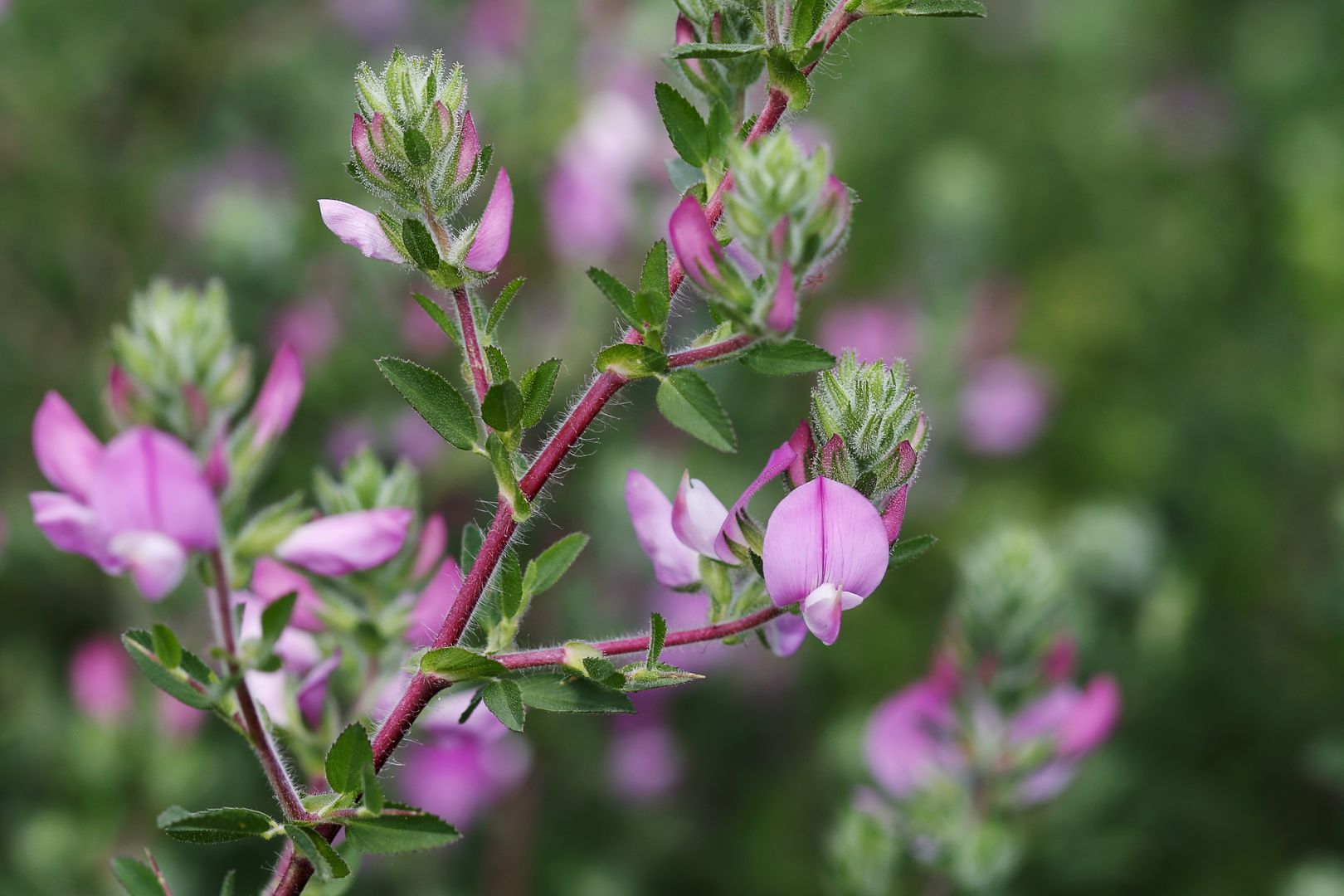 2018_06_26_Kuks_Bylinková zahrada_40_jehlice rolní