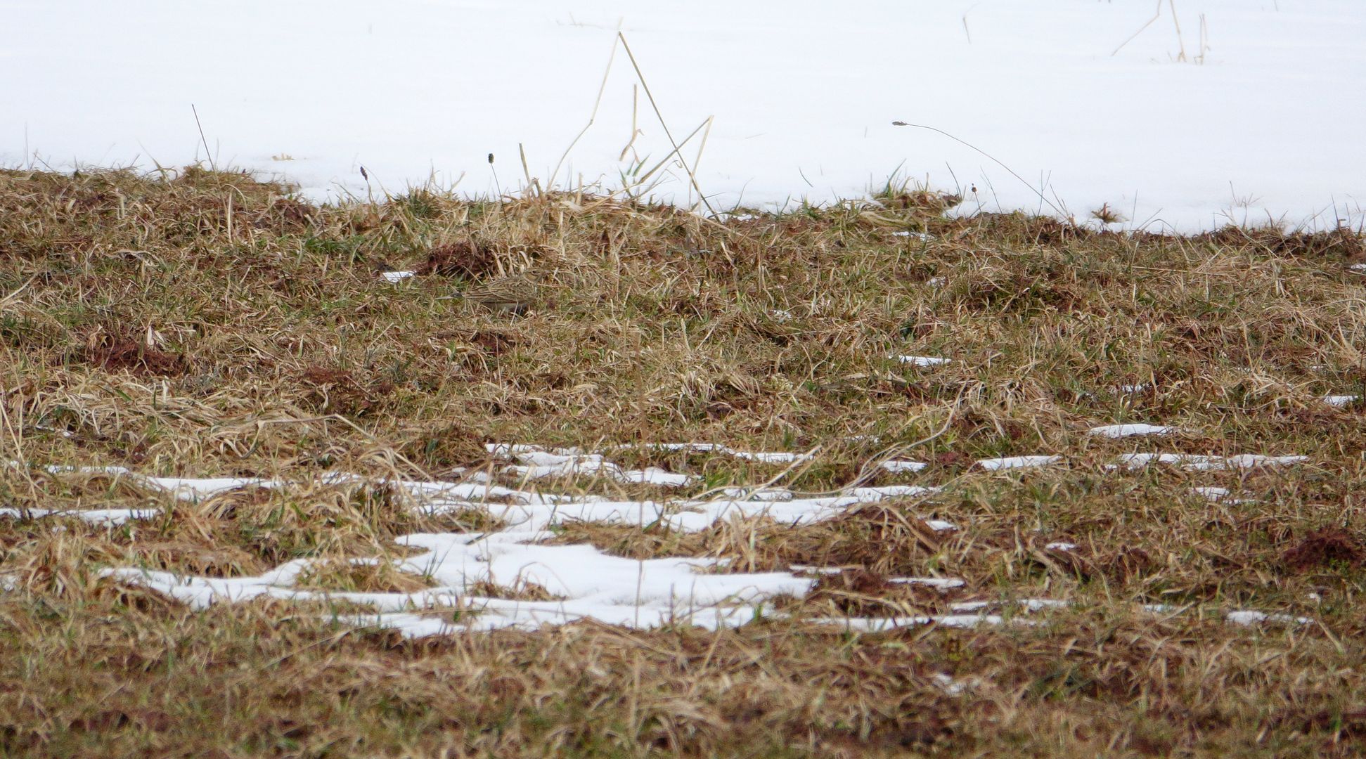 2018_03_24_Vycházka za ptactvem k Mladým Bukům_02