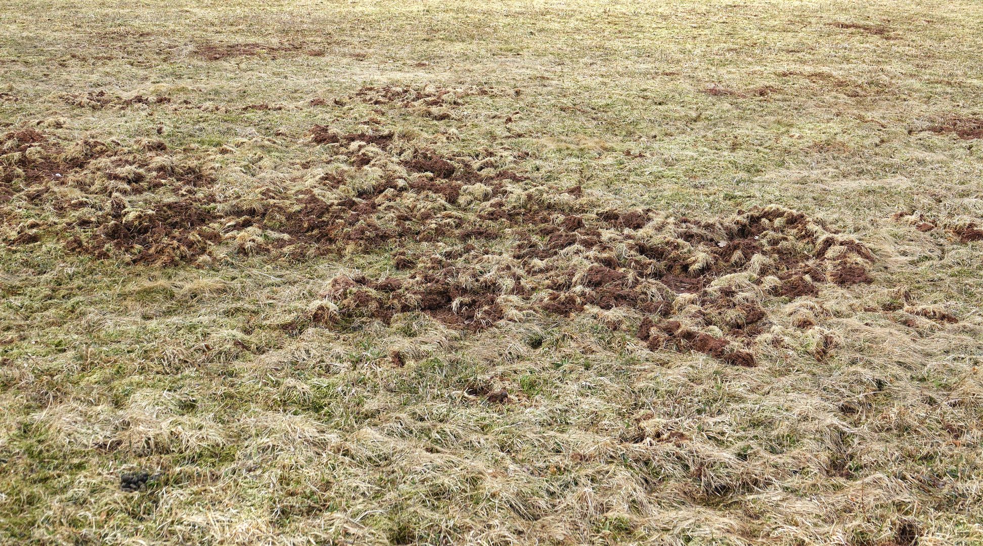 2018_03_24_Vycházka za ptactvem k Mladým Bukům_04