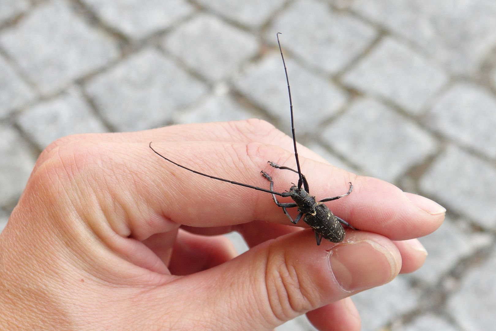 2018_07_09_Ze Železné Rudy přes jezera na Špičák_39