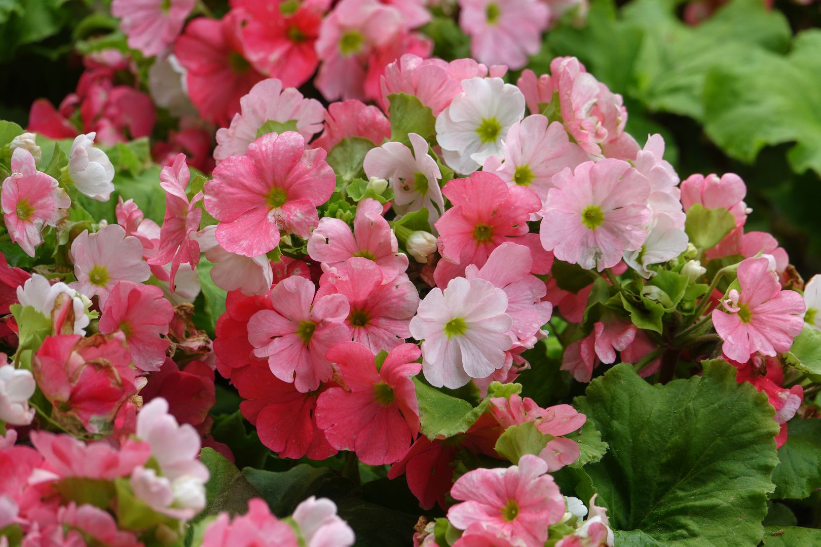 Primula malocoides