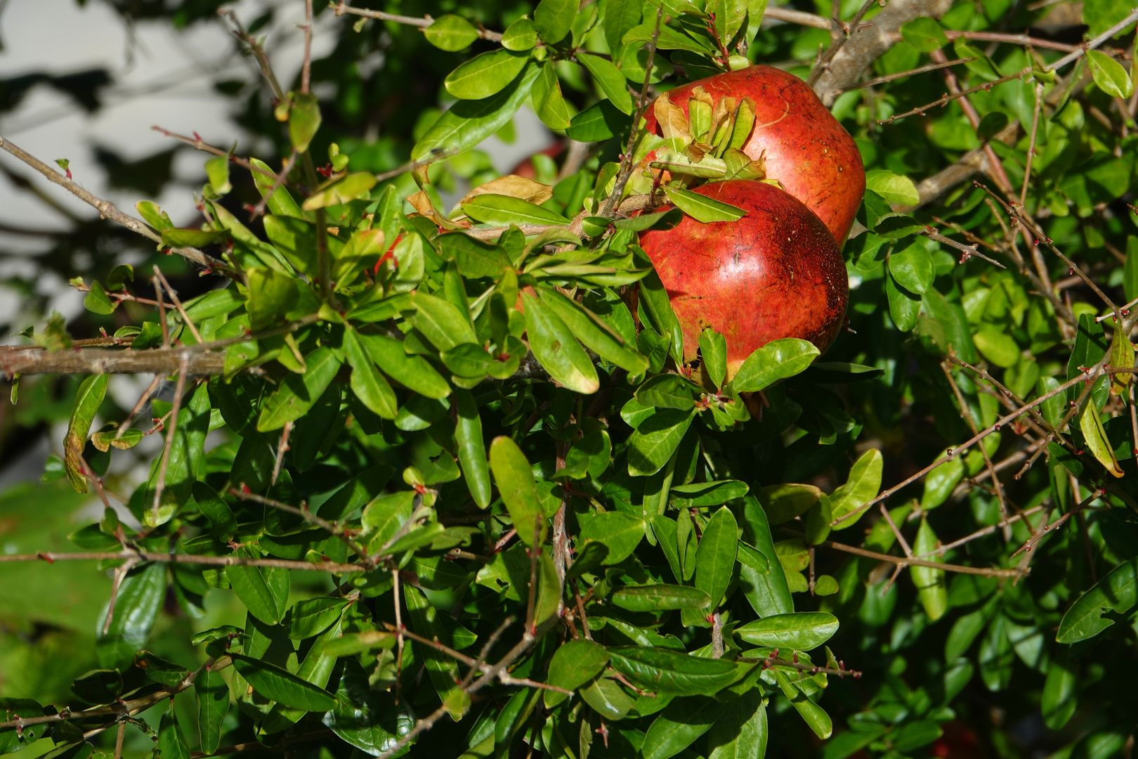 2018_09_Dubrovnik_vycházka po hradbách (18)