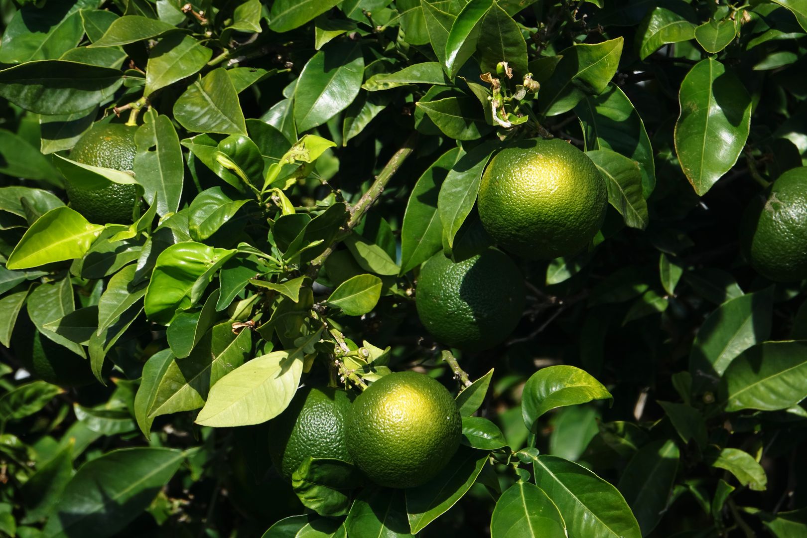 2018_09_Dubrovnik_vycházka po hradbách (19)