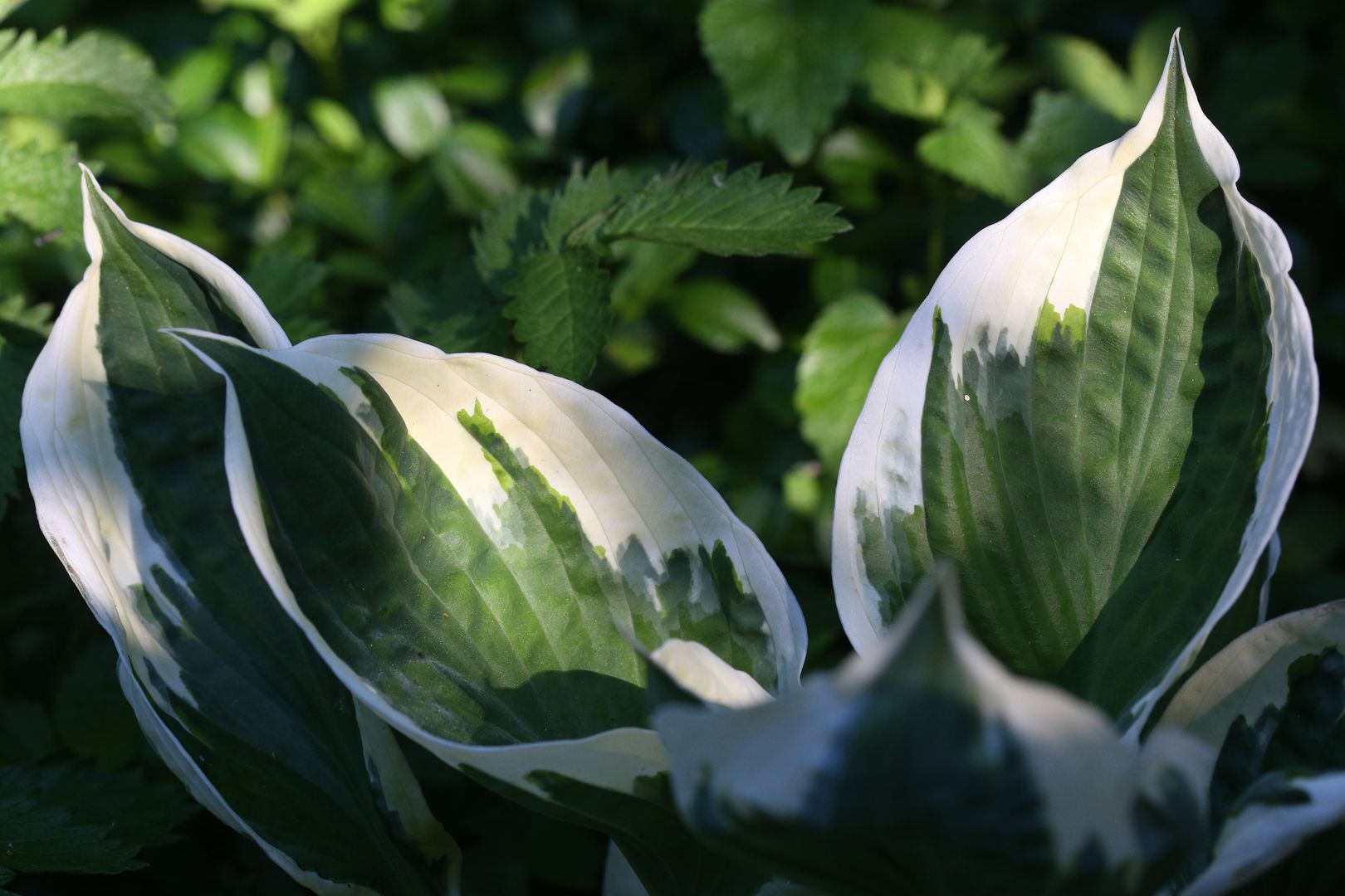 Hosta sp.