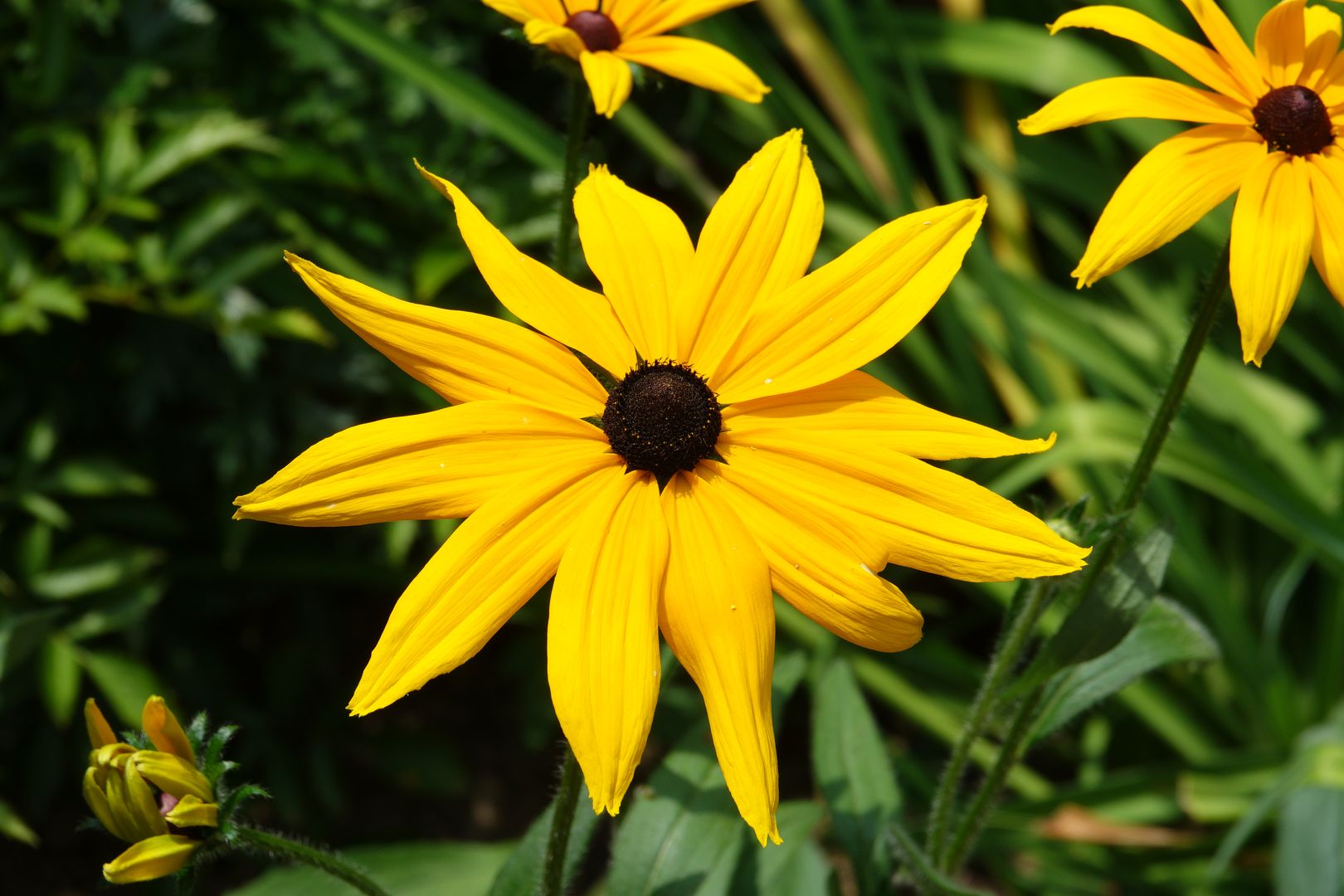 Rudbeckia sp (2)