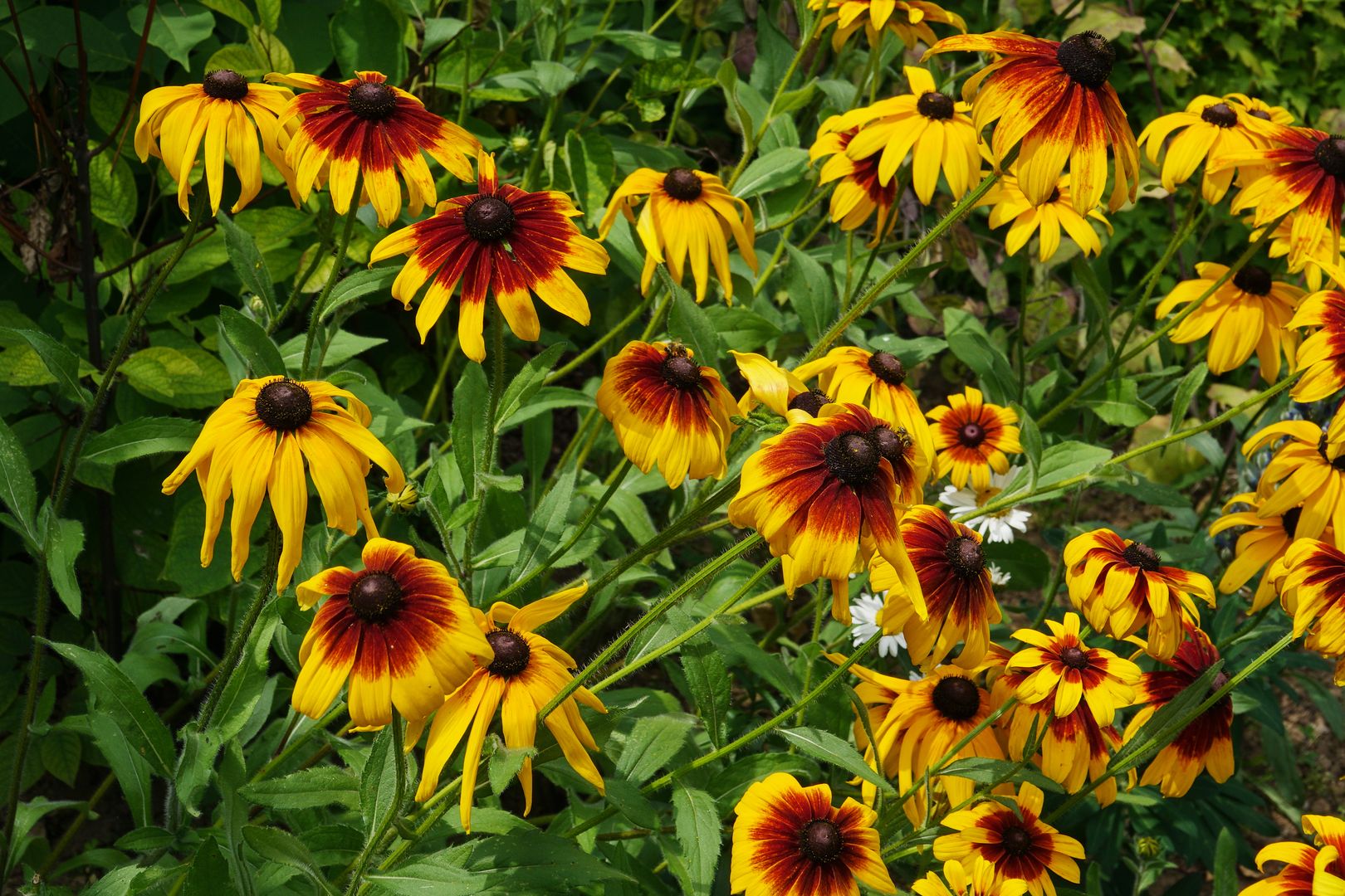 Rudbeckia sp (3)