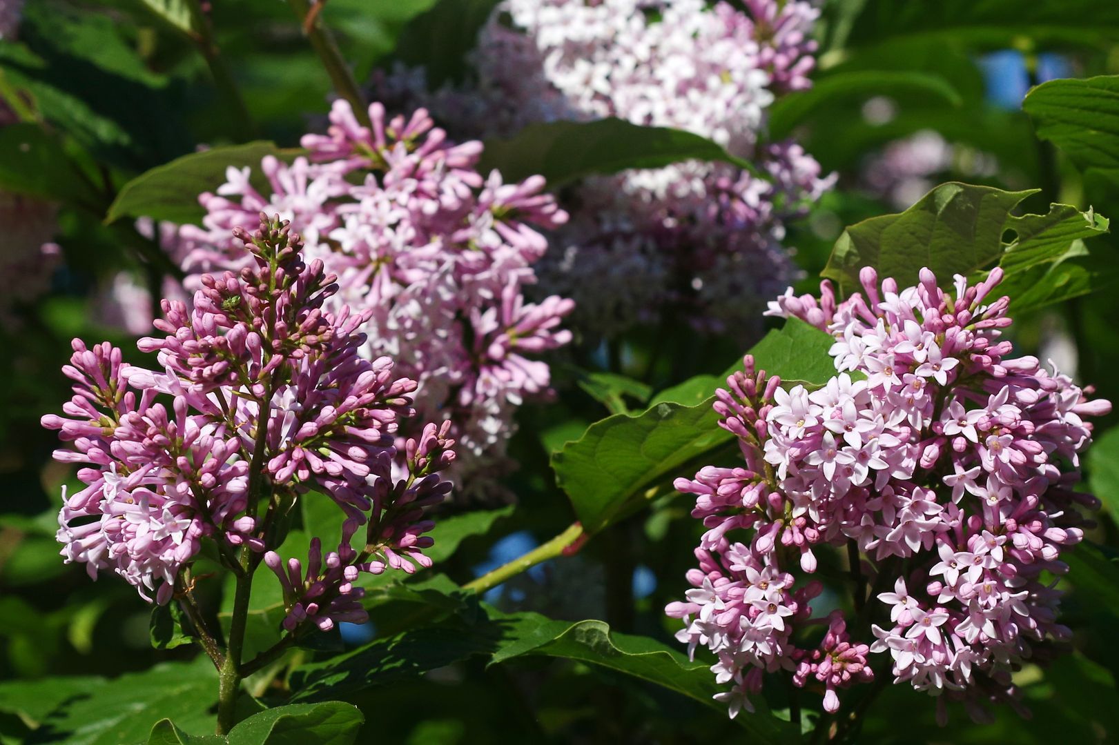 Šeřík Syringa × prestoniae