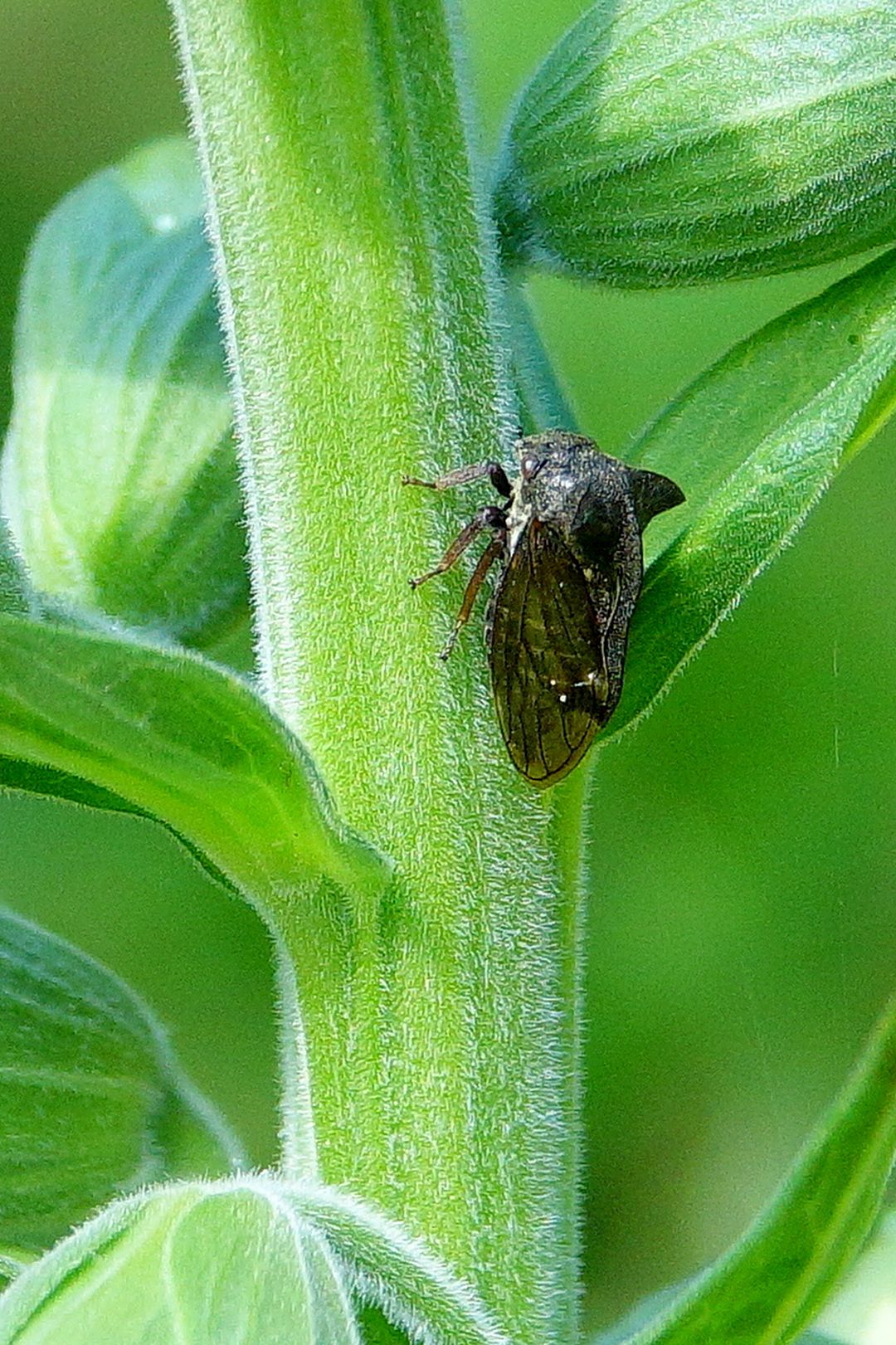 Ostnohřbetka křovinná