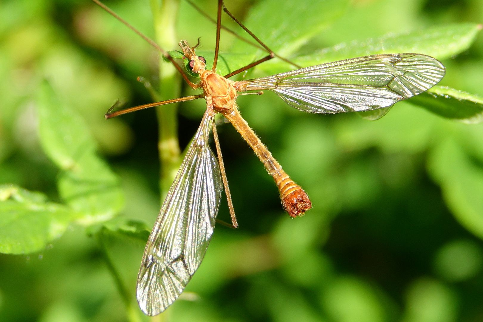 Tiplice Tipula lunata