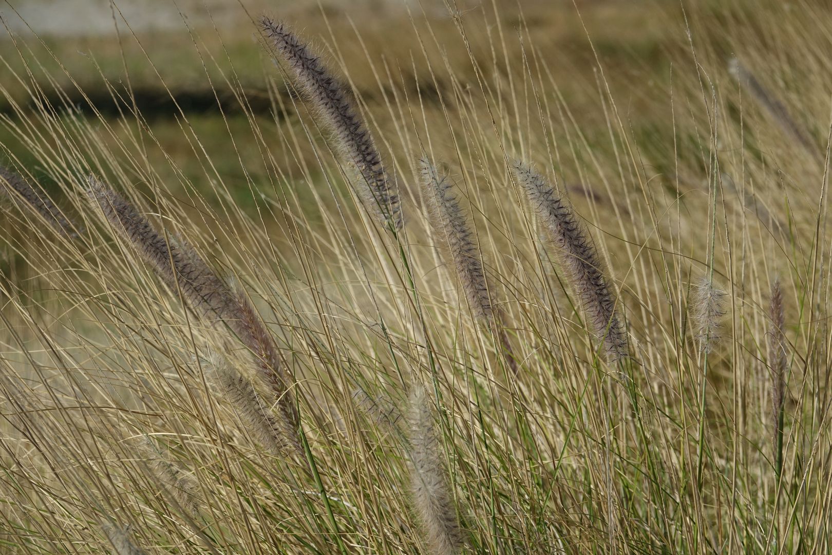 Dochan Pennisetum sp.