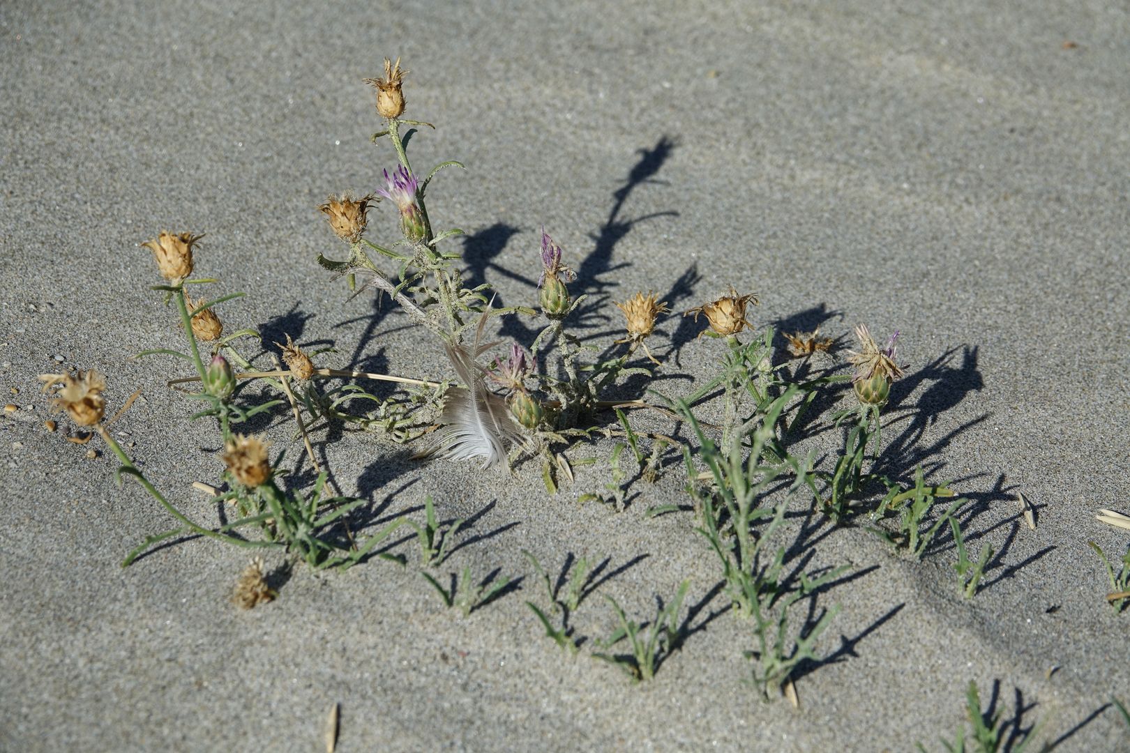 Chrpa Centaurea aspera