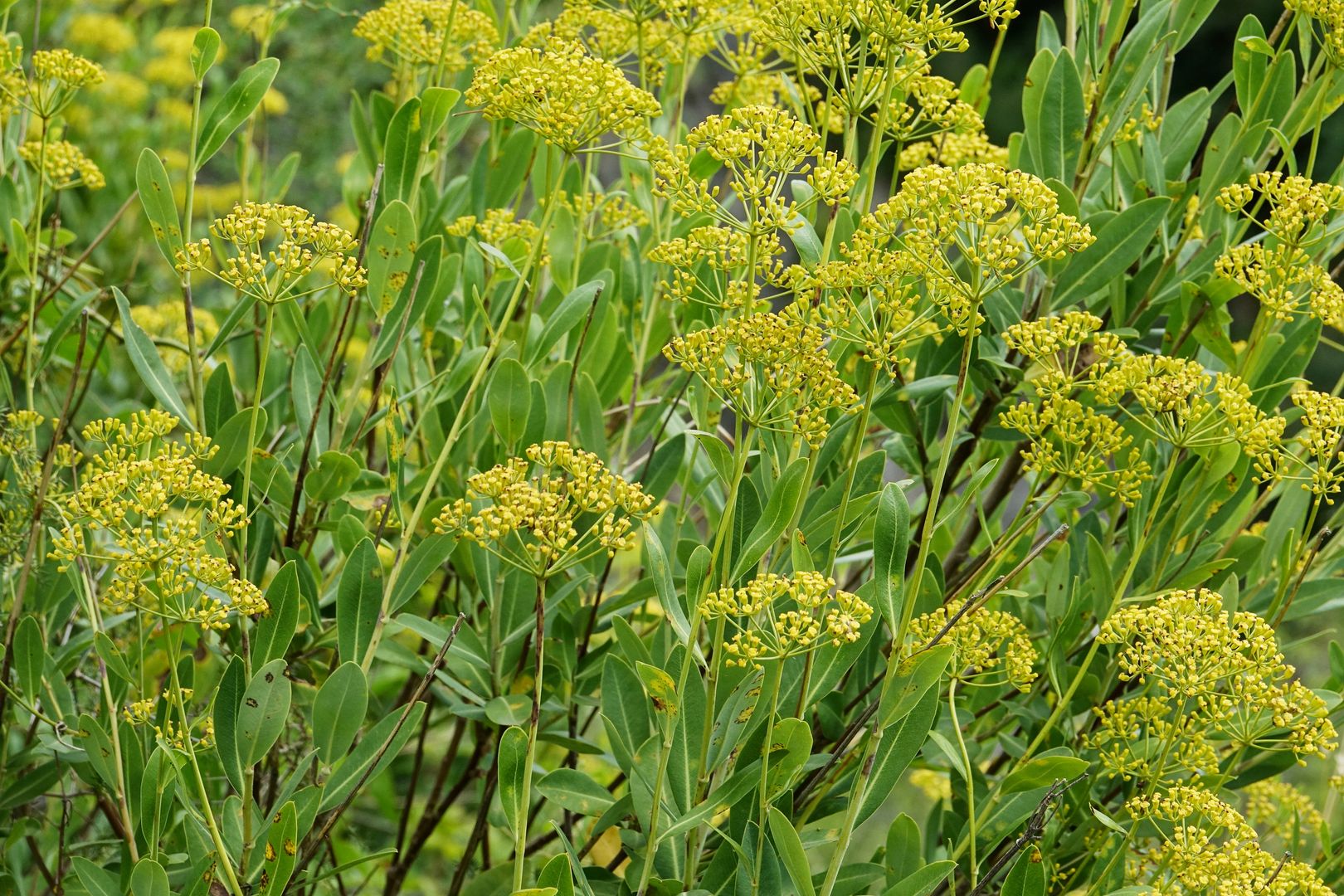 Prorostlík Bupleurum fruticosum