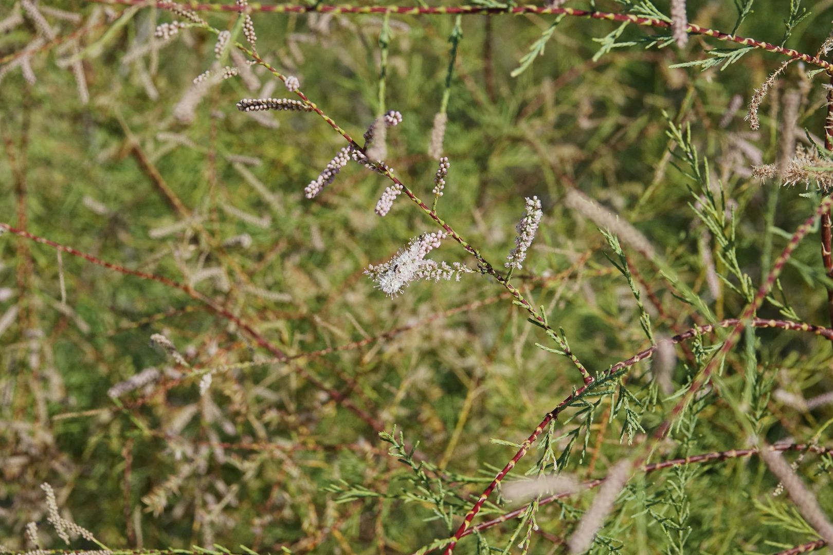 Tamaryšek Tamarix sp.