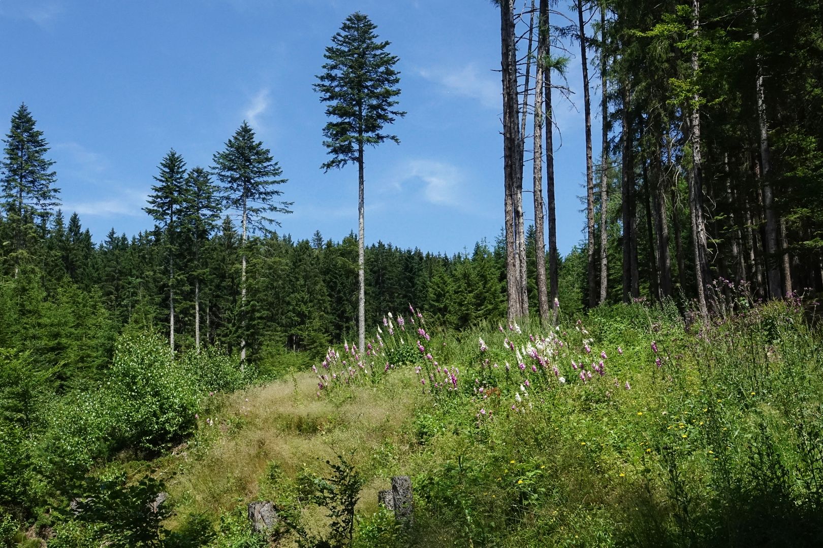 Kašperské Hory_hrad Kašperk (2)