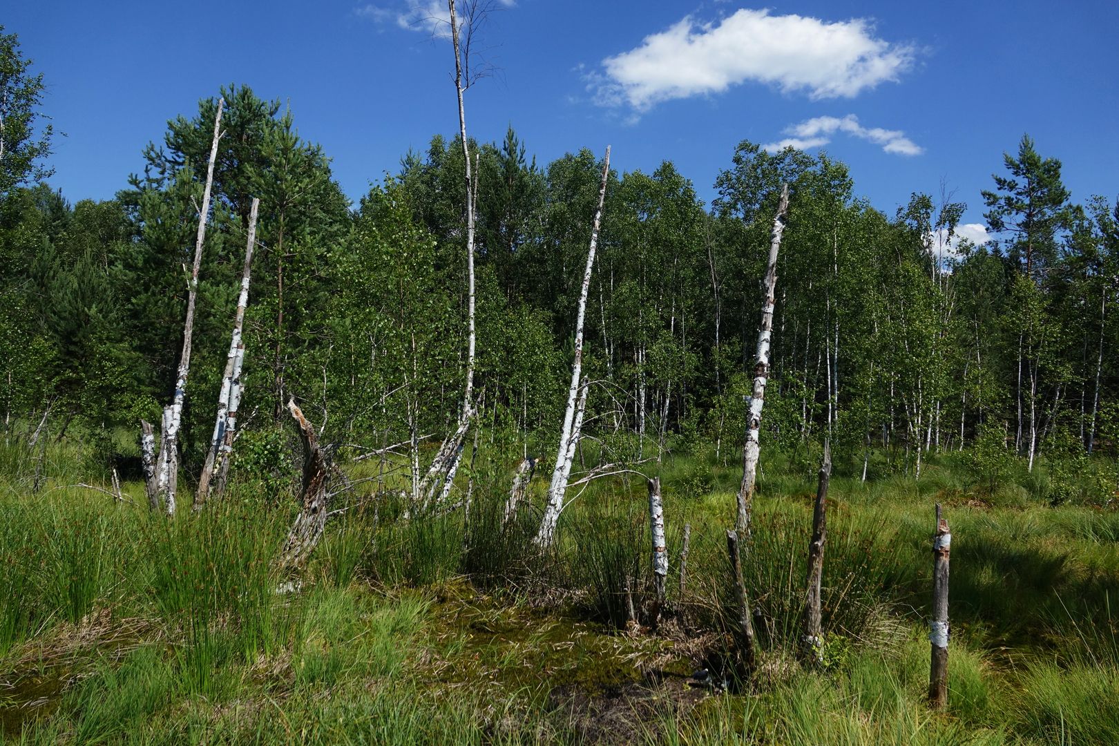 Soumarské rašeliniště (10)