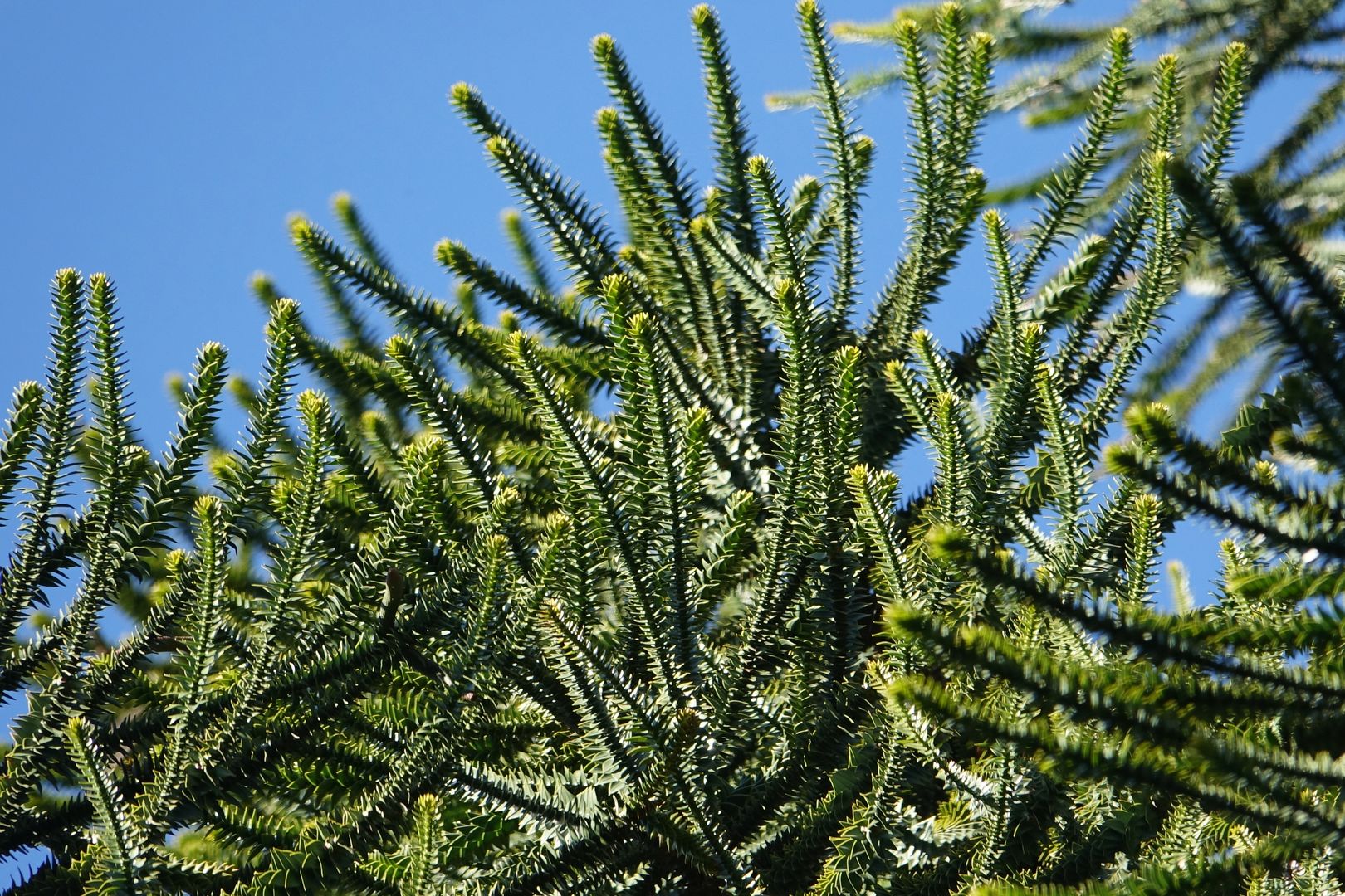 Araucaria bidwillii