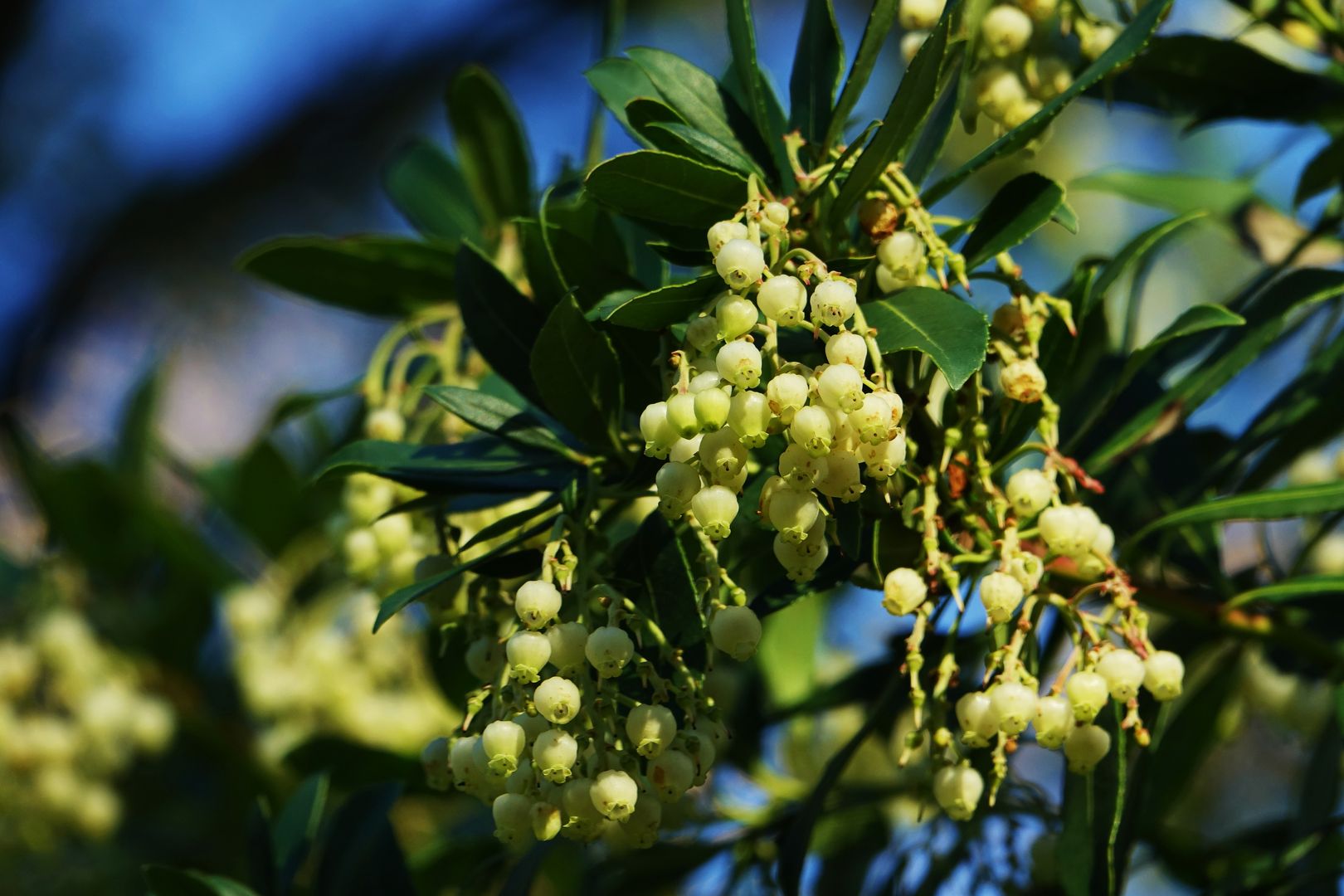 Arbutus unedo