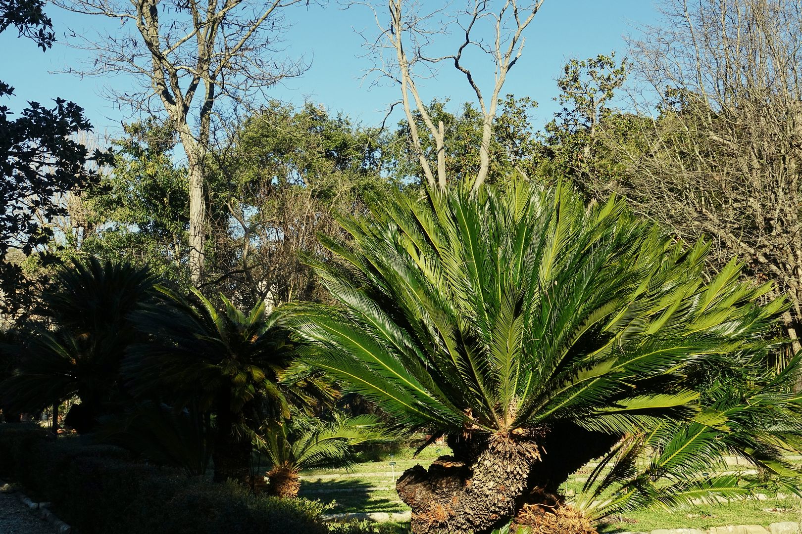 Botanická zahrada a muzeum v Pise (16)