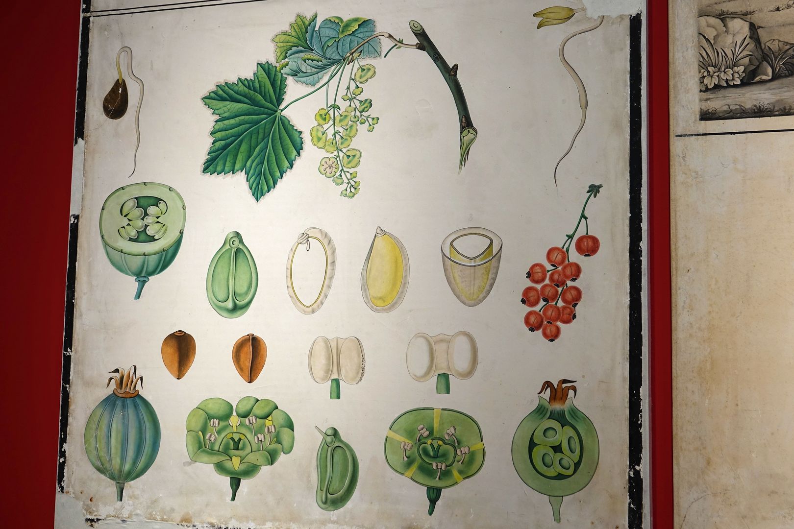 Botanická zahrada a muzeum v Pise_didaktické materiály (3)