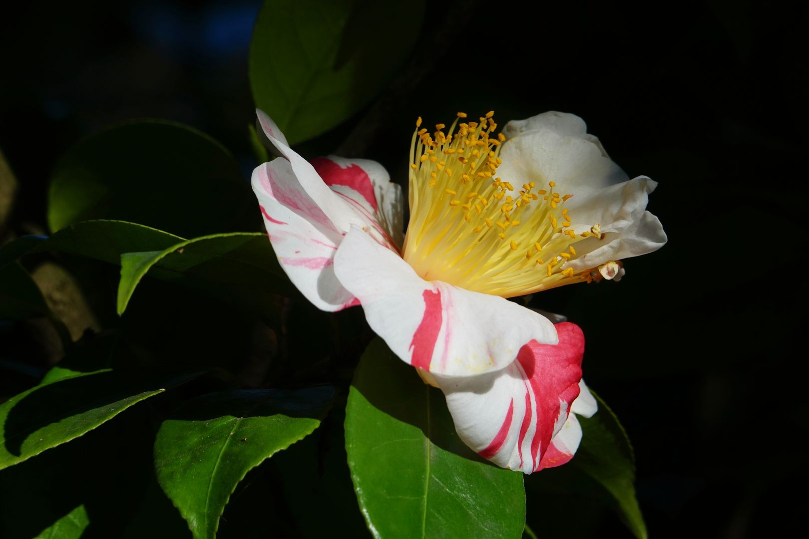 Camellia japonica