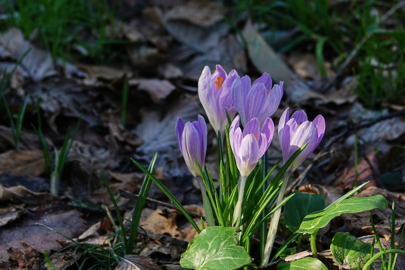 Crocus sp.