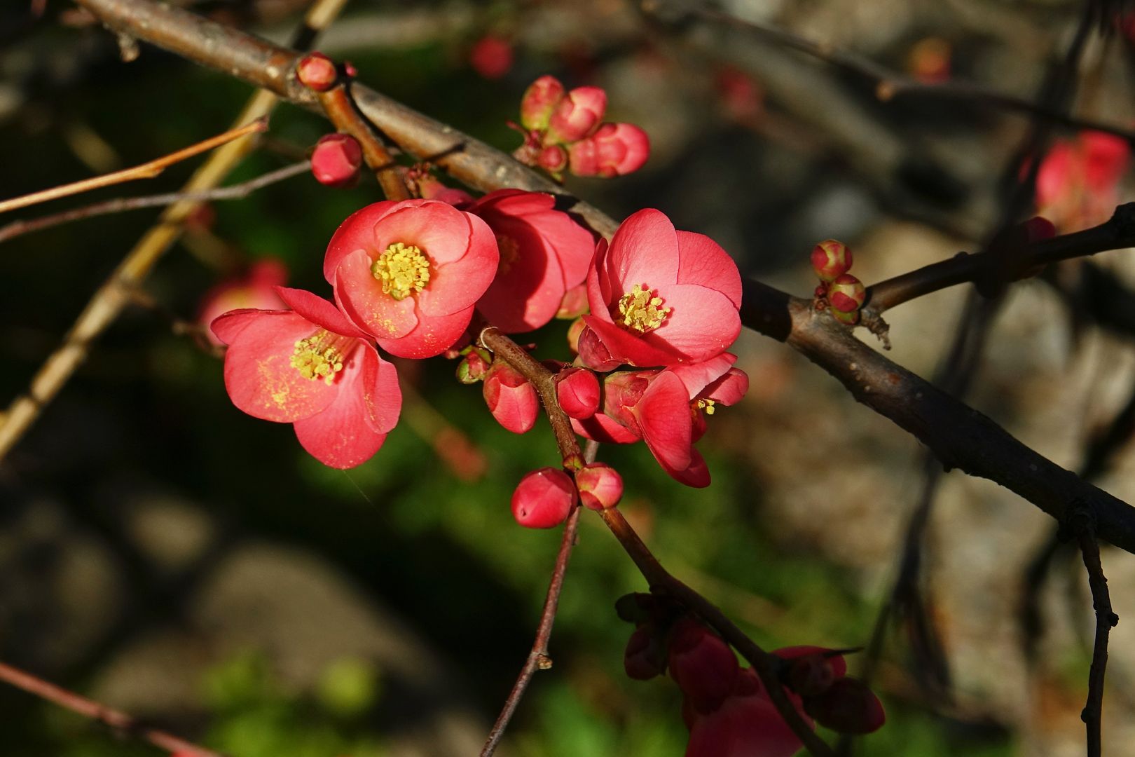 Chaenomeles japonica