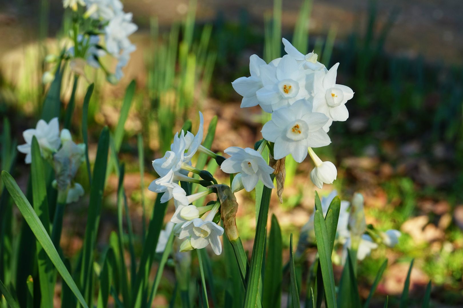 Narcissus papyraceus