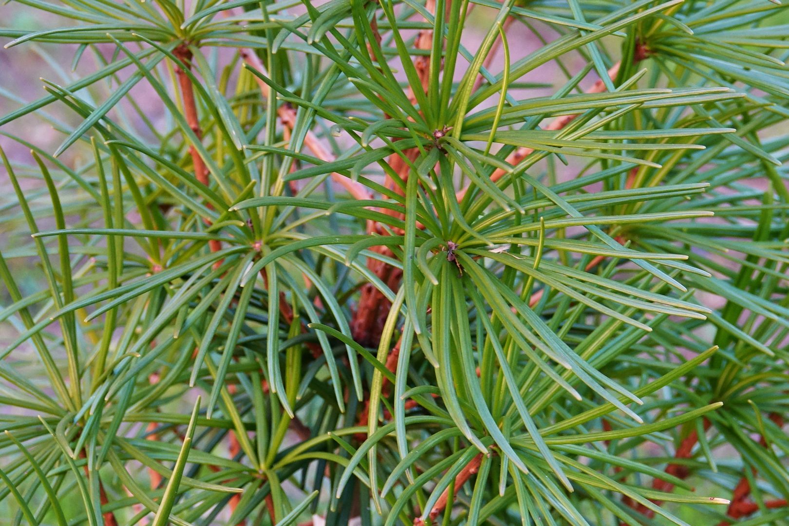 Sciadopitys verticillata