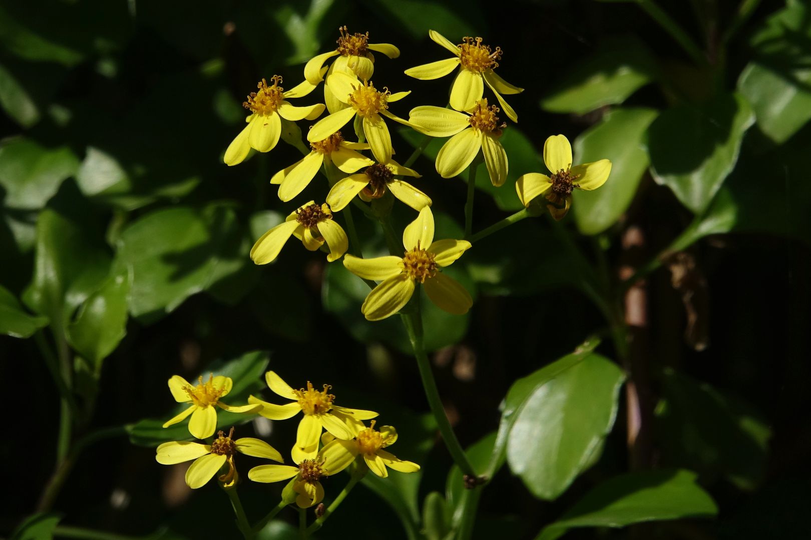 Senecio angulatus (2)