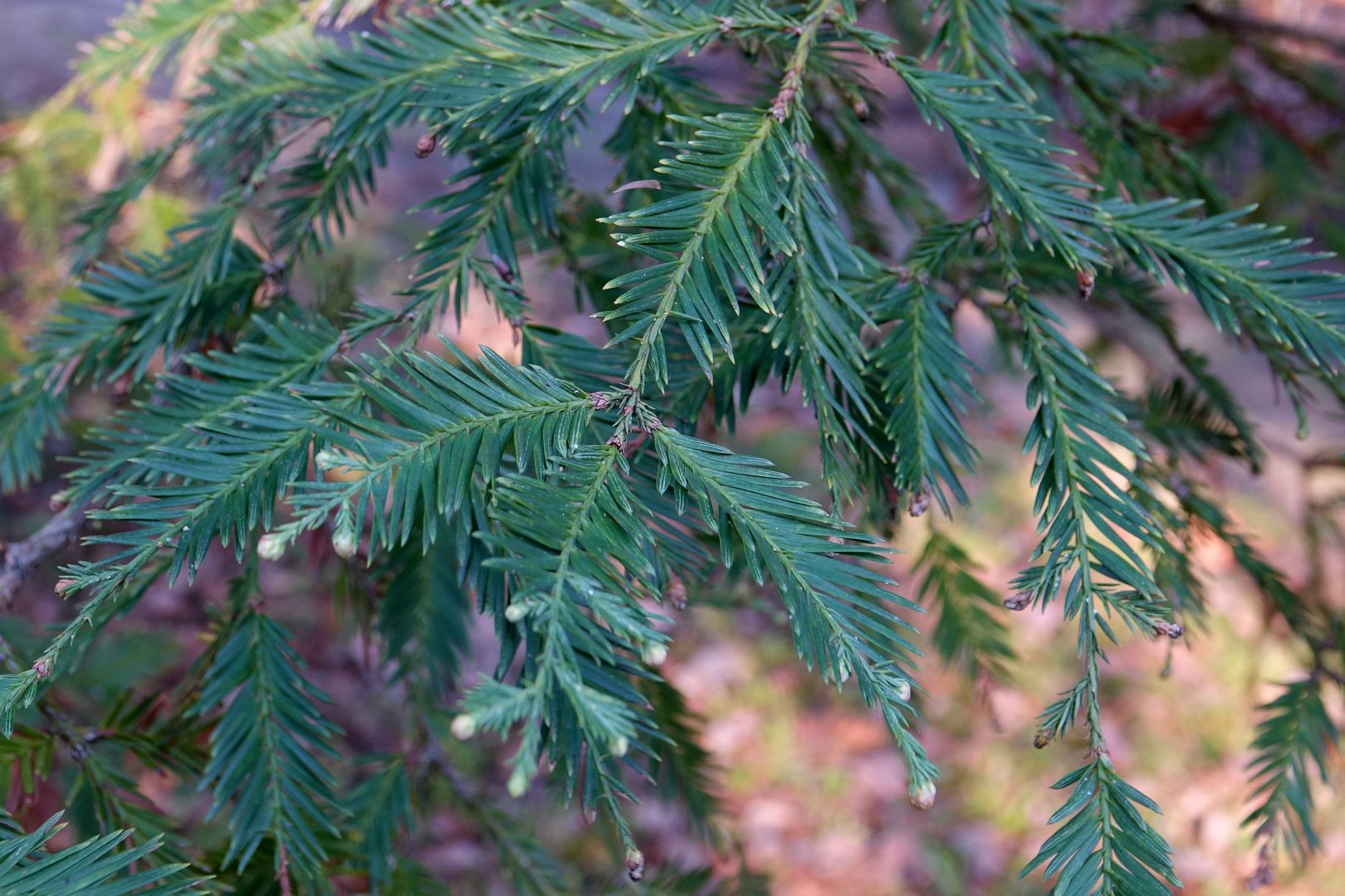 Sequoia sempervivens