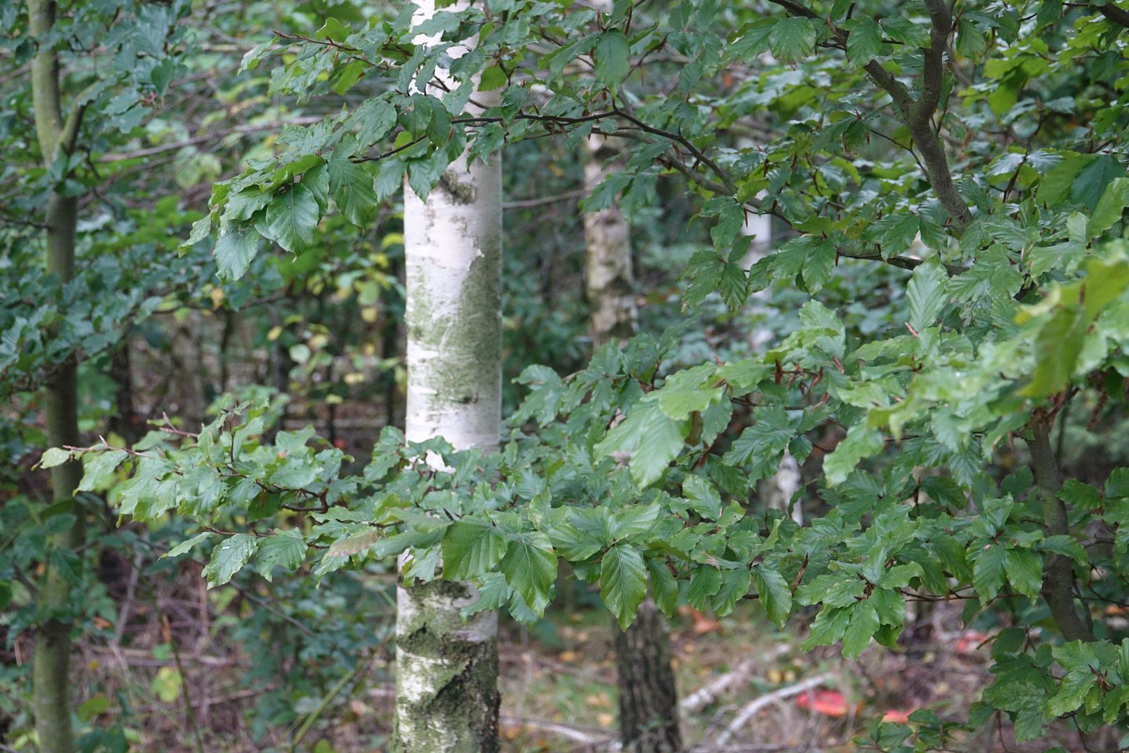 2019_10_09_Hynutí porostů na LS Vítkov (26)