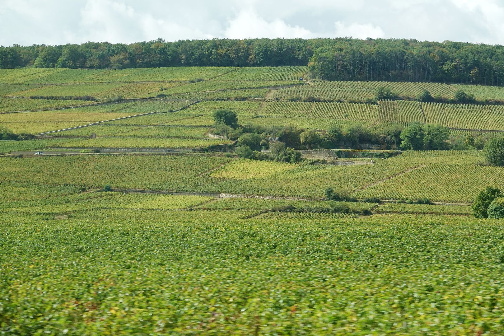 Burgundsko_vinařská oblast_Côte de Nuits (5)