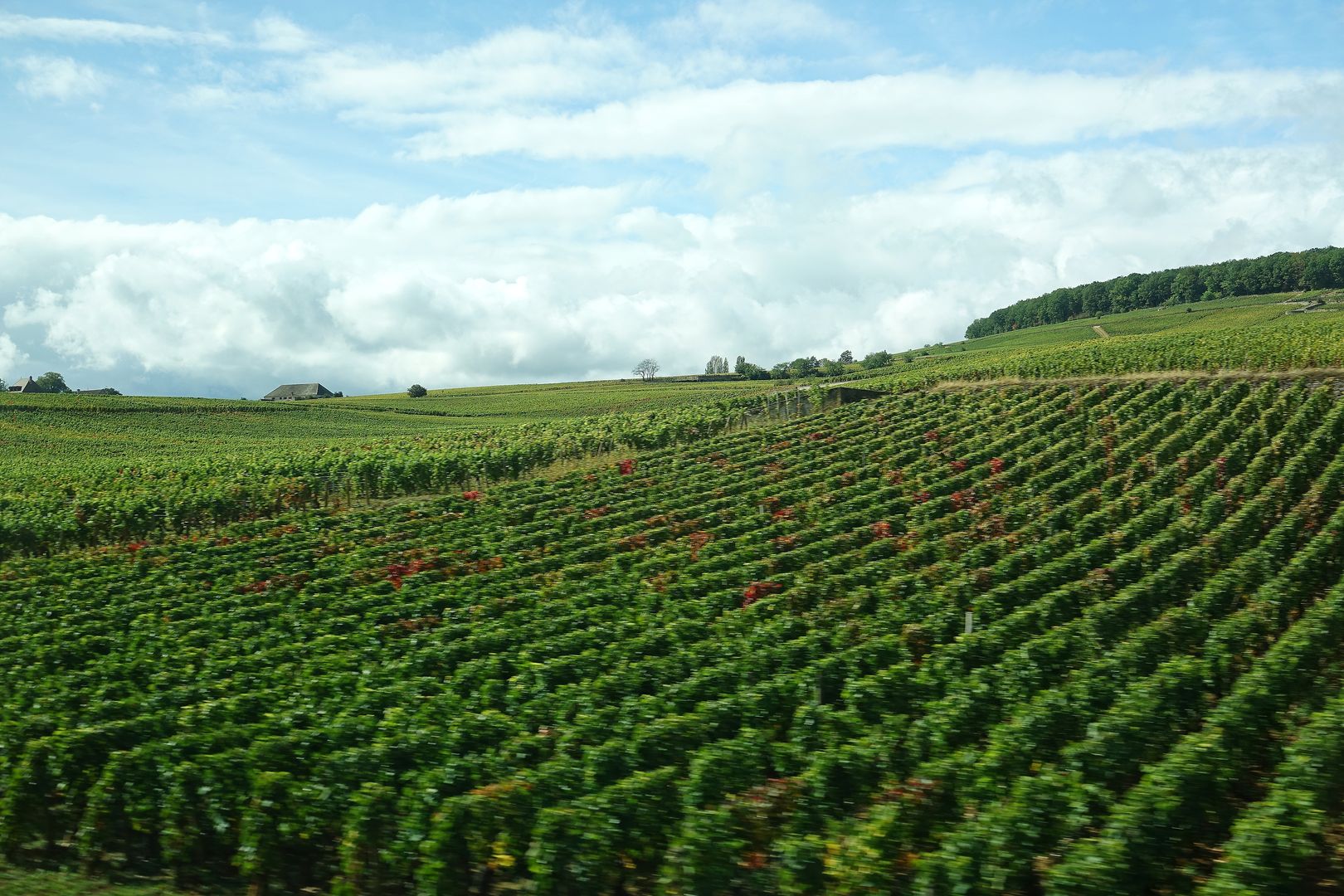 Burgundsko_vinařská oblast_Côte de Nuits (6)