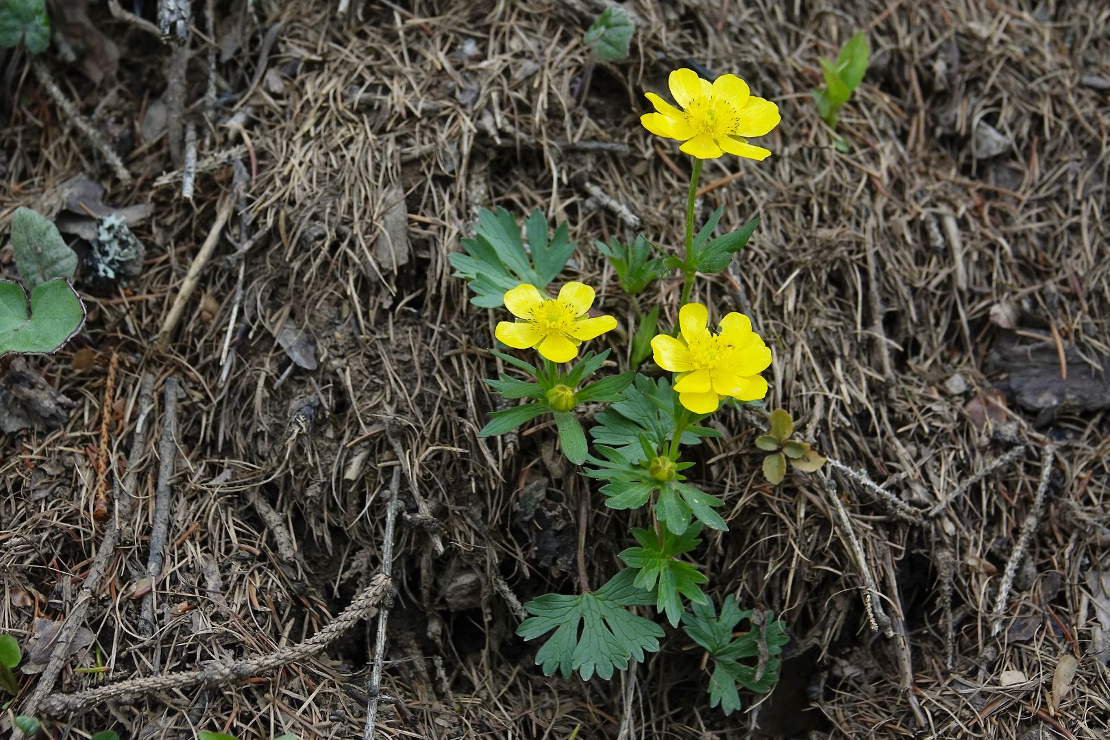 Dolomity_Pryskyřník horský