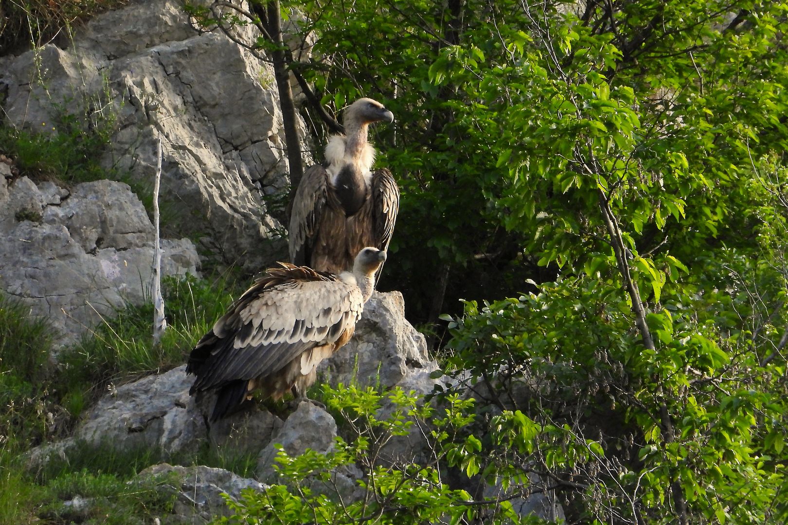 Riserva Naturale del Lago di Cornino (5)_Sup bělohlavý