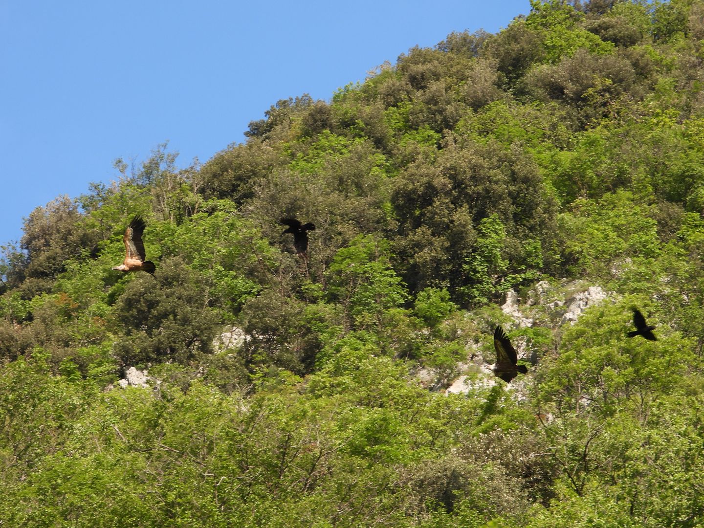 Riserva Naturale del Lago di Cornino (11)_Sup bělohlavý