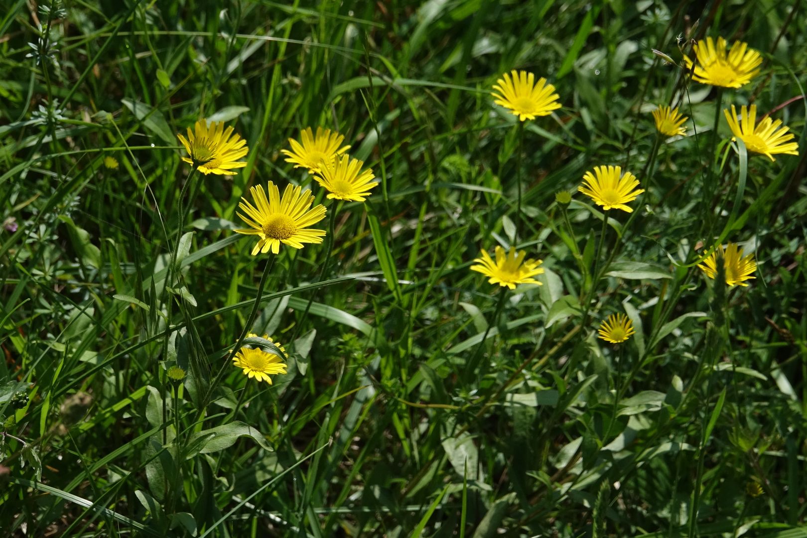 Riserva Naturale del Lago di Cornino (28)