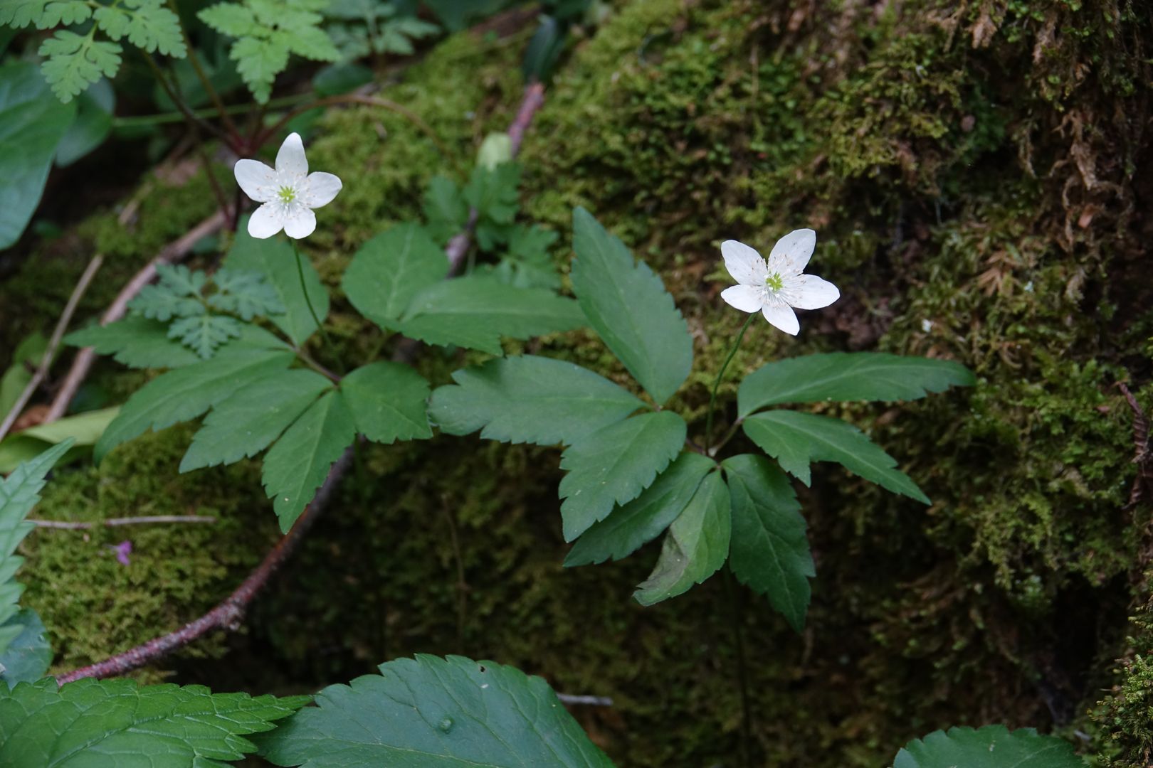 Riserva Naturale del Lago di Cornino_Sasanka Anemone trifolia