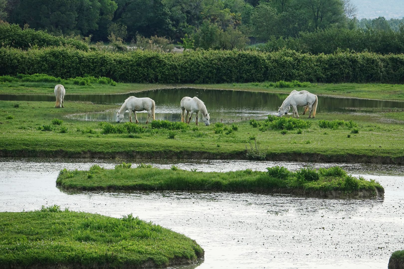 Riserva Naturale Regionale della Foce dell’Isonzo (16)