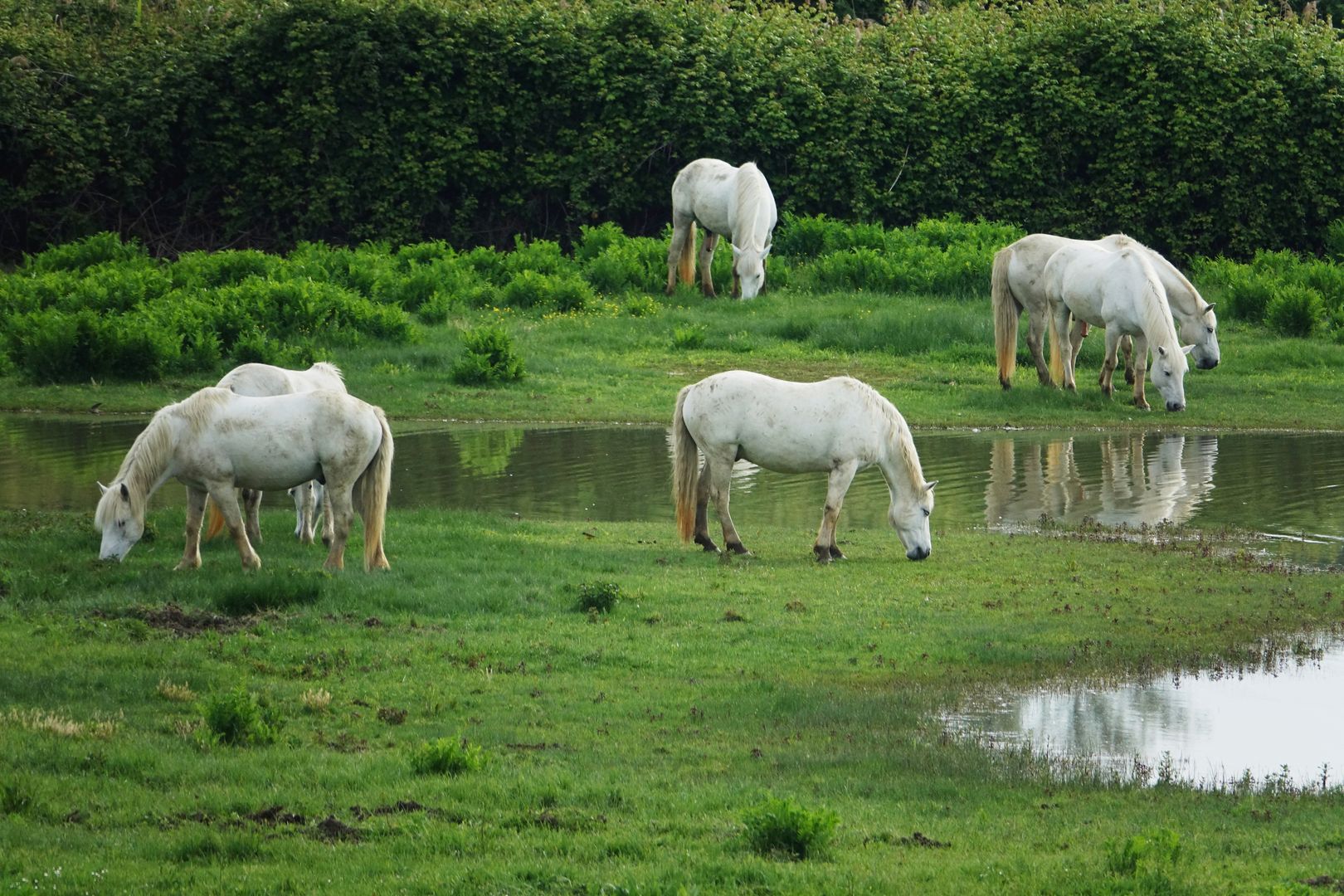 Riserva Naturale Regionale della Foce dell’Isonzo (19)